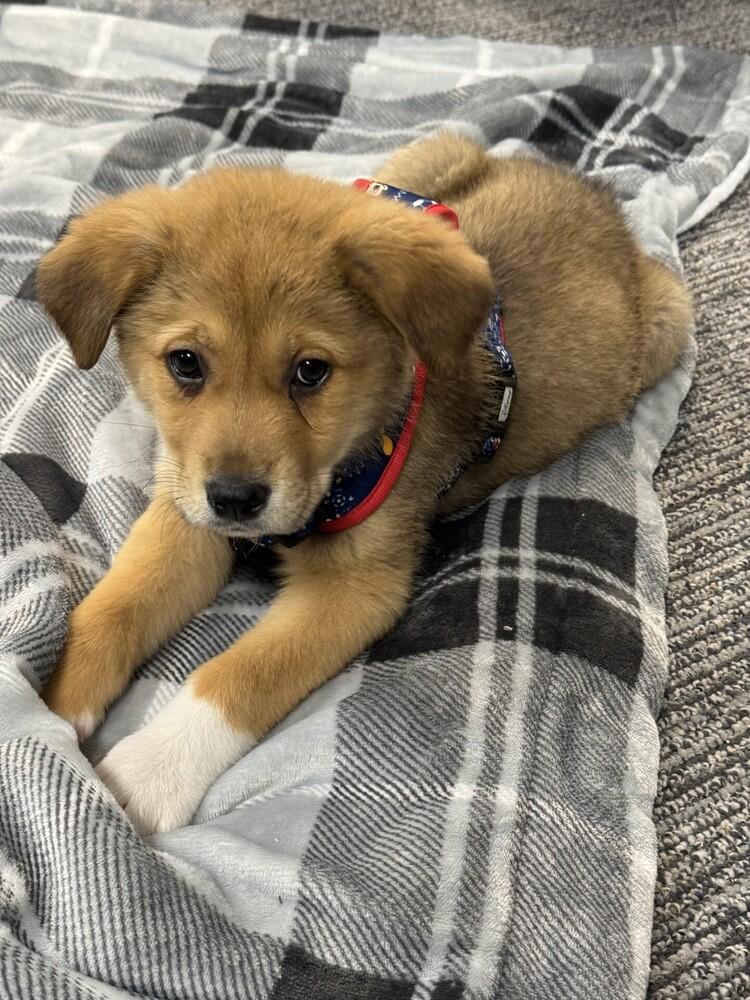 Enlarge Diego, a Adoptable mixed breed in Charlotte, NC image 3/3