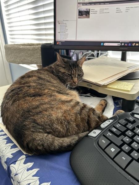 Sassy, Adoptable, Senior Female Domestic Short Hair.
