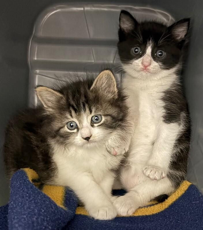 Elphaba, Adoptable, Kitten Female Domestic Short Hair.