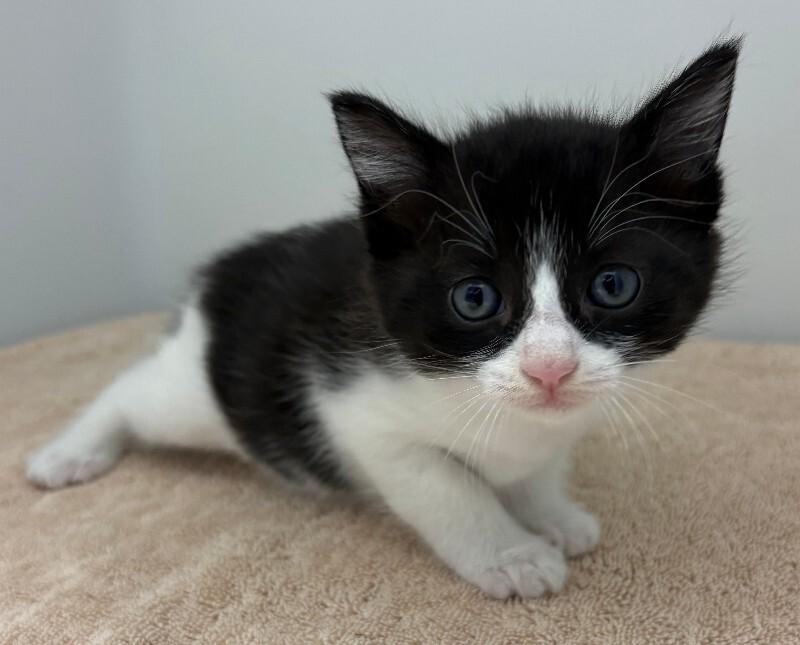 Enlarge Elphaba, a Adoptable Domestic Short Hair in Katy, TX image 2/2
