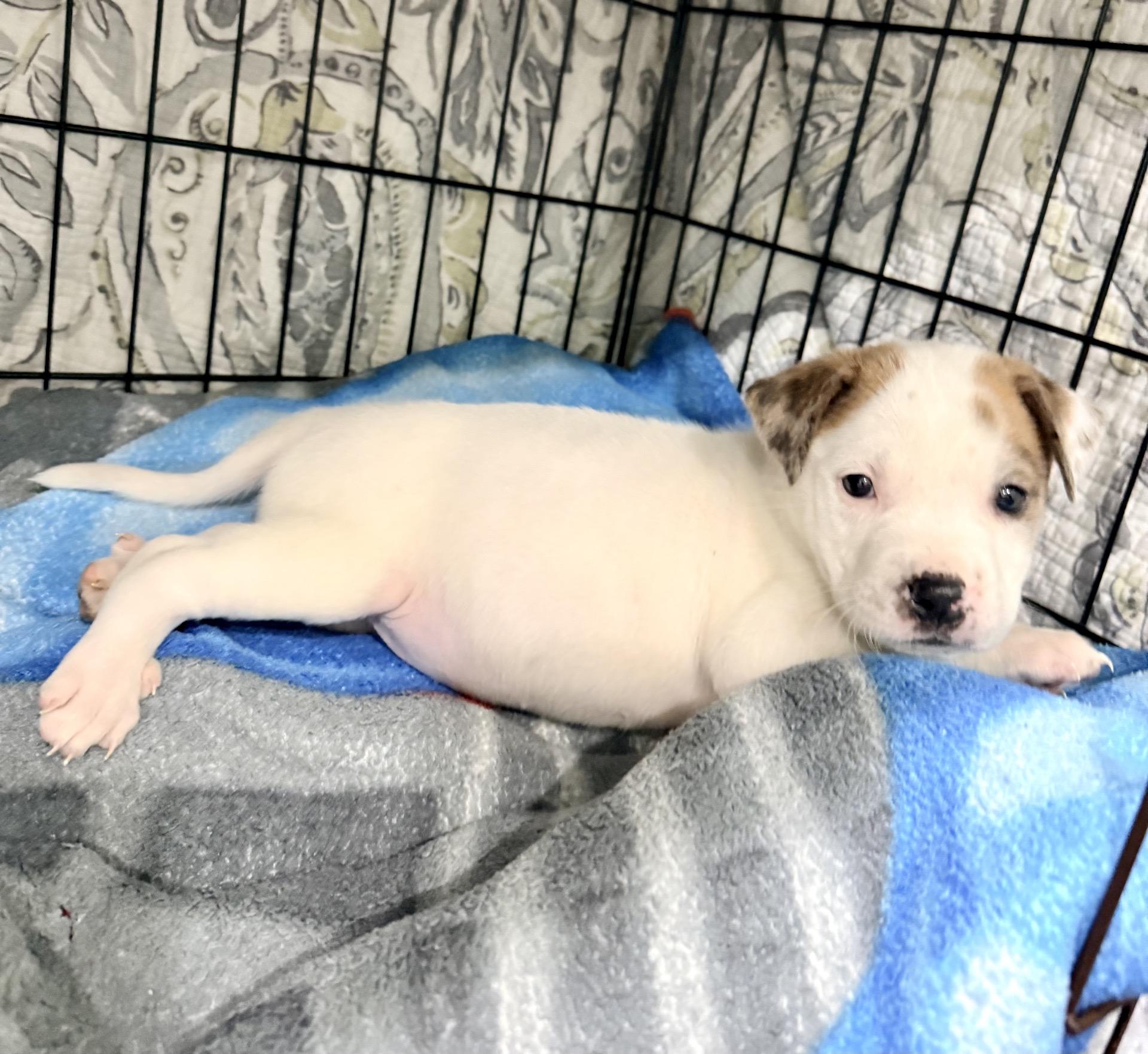 Parcheesi thumbnail 2