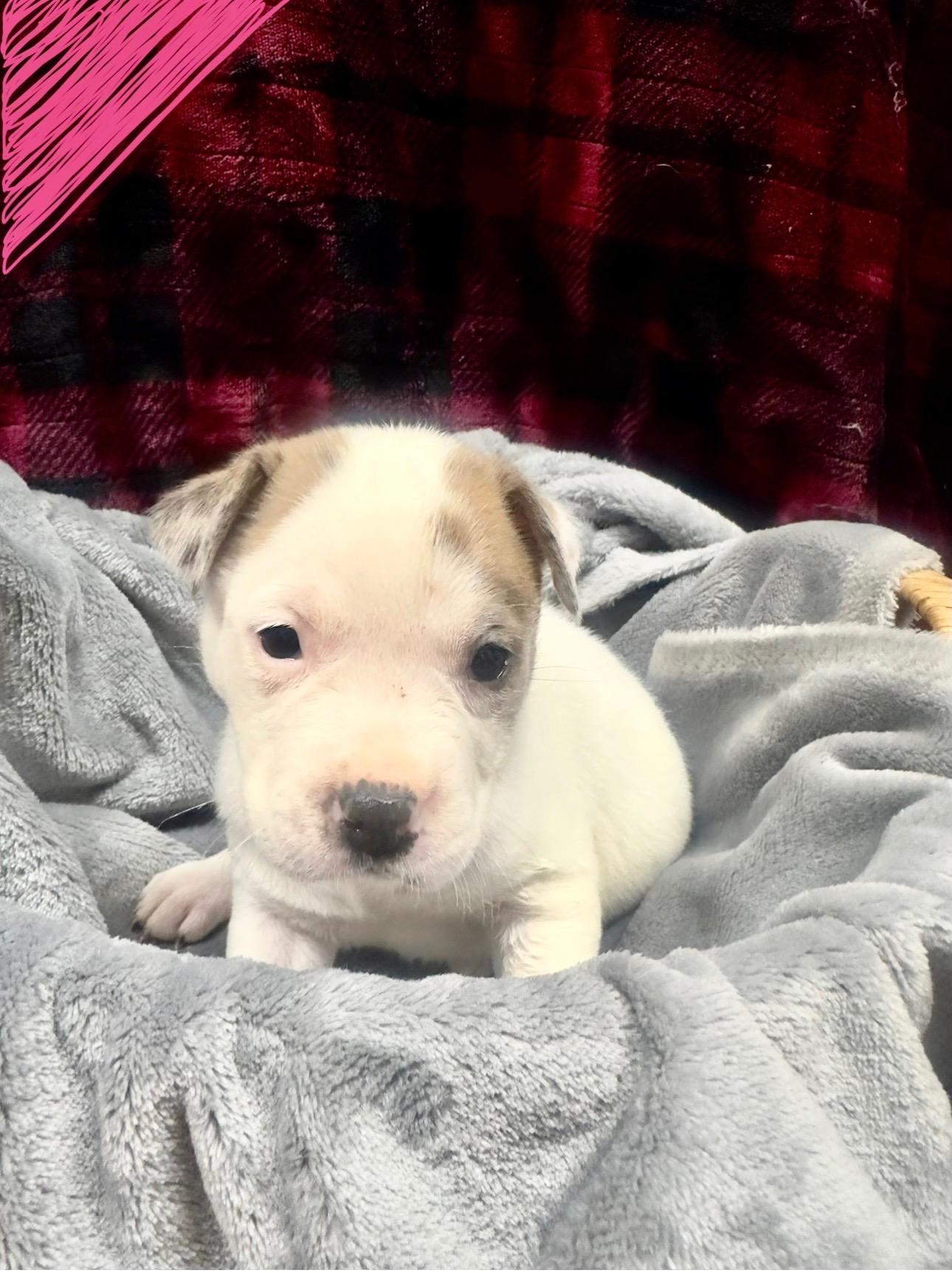 Parcheesi, ADOPTABLE, Puppy Female Catahoula Leopard Dog.