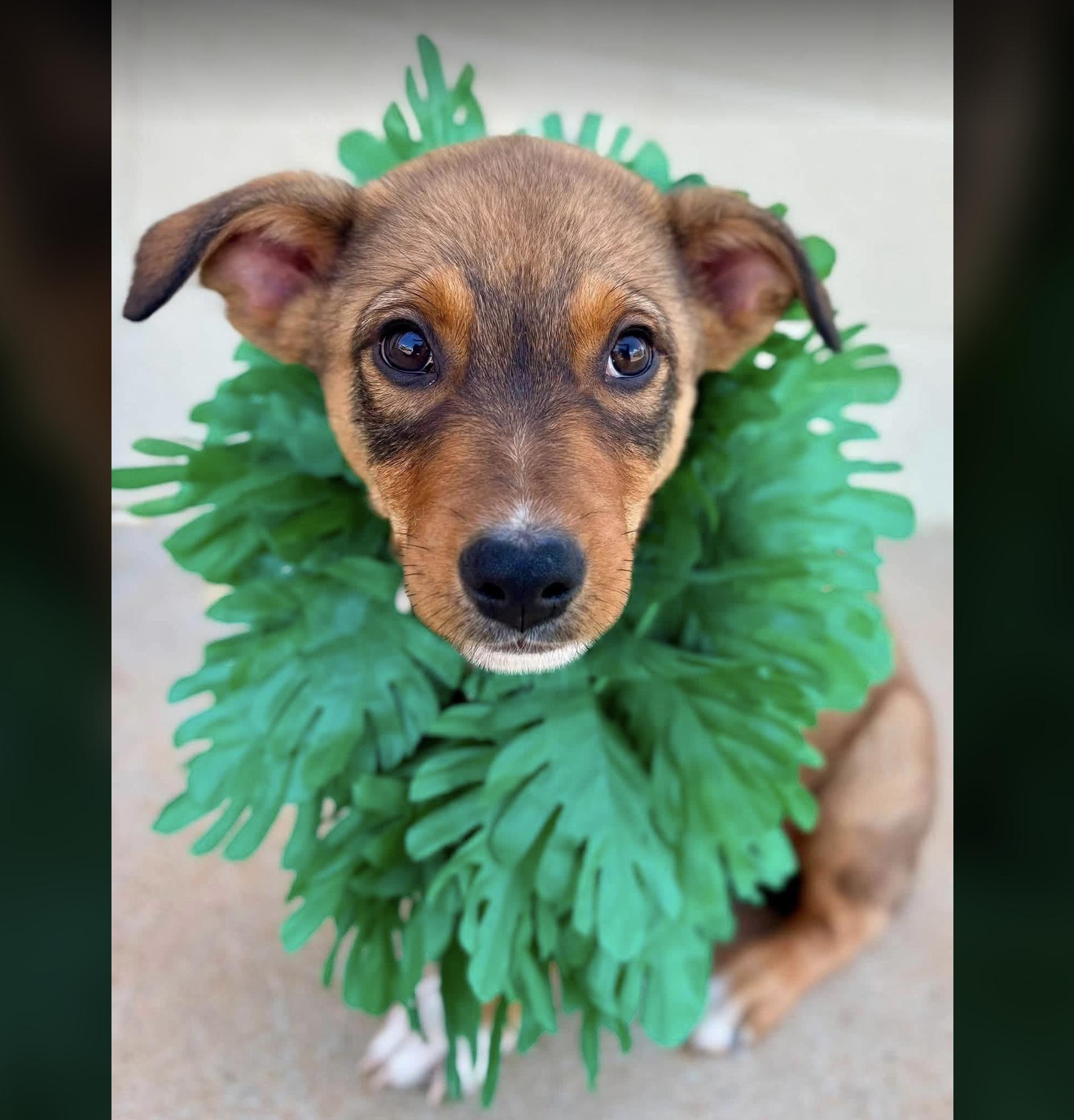 Maui, ADOPTABLE, Puppy Male Shepherd.