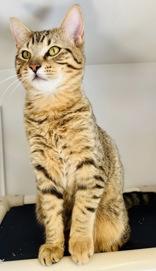 Nugget, ADOPTABLE, Young Male Domestic Short Hair.