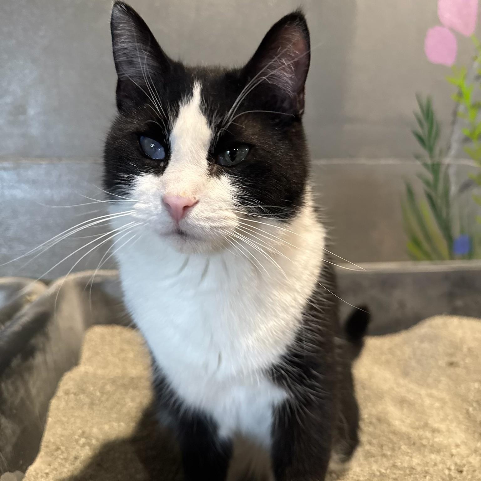 Lucky, ADOPTABLE, Adult Male American Shorthair.