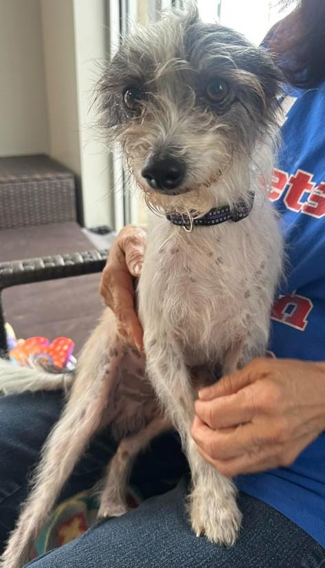 4PAWS Ducky, a ADOPTABLE mixed breed in Benbrook, TX image 2/3