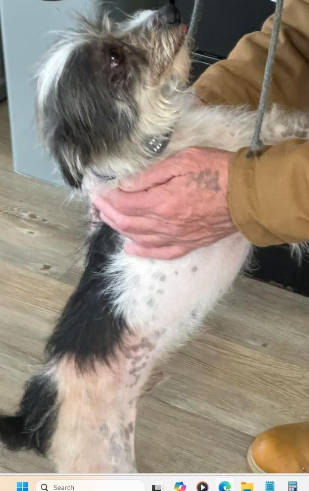 4PAWS Ducky, a ADOPTABLE mixed breed in Benbrook, TX image 3/3