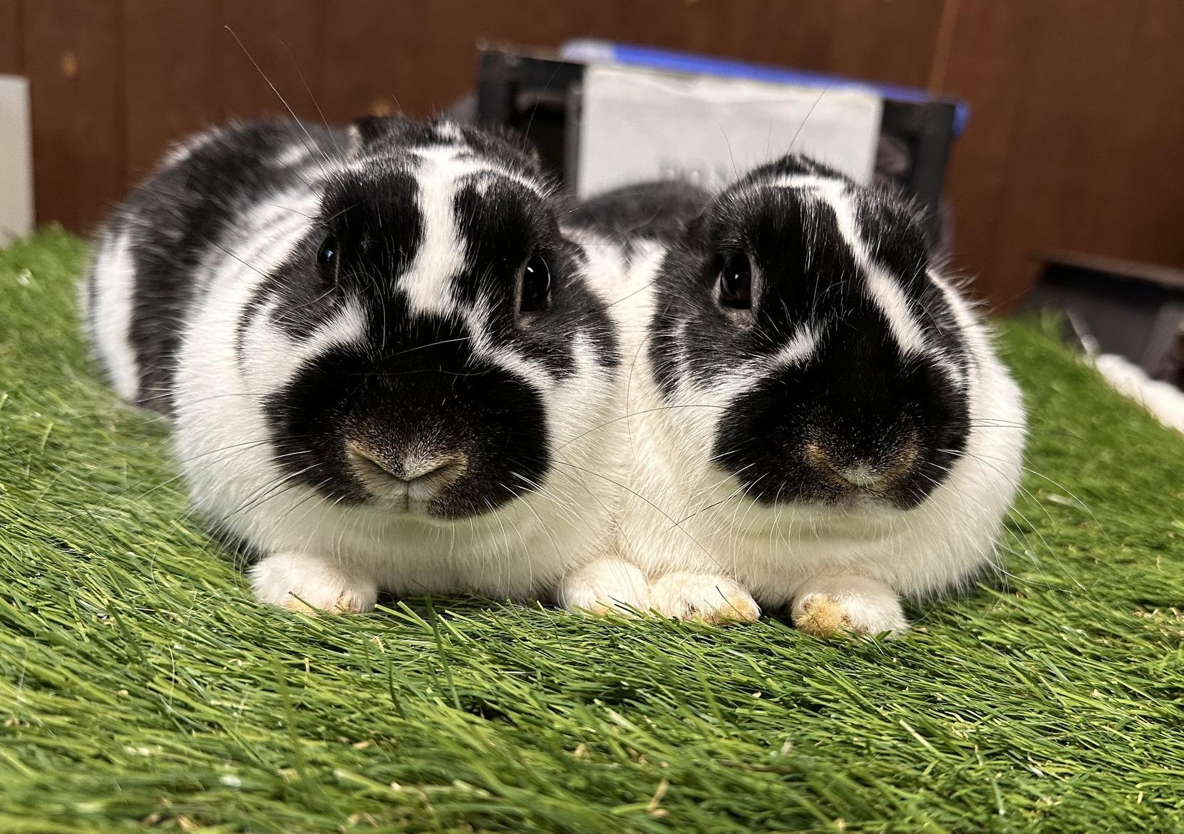 Enlarge Sugar and Plum, a Adoptable mixed breed in South Bend, IN image 1/6