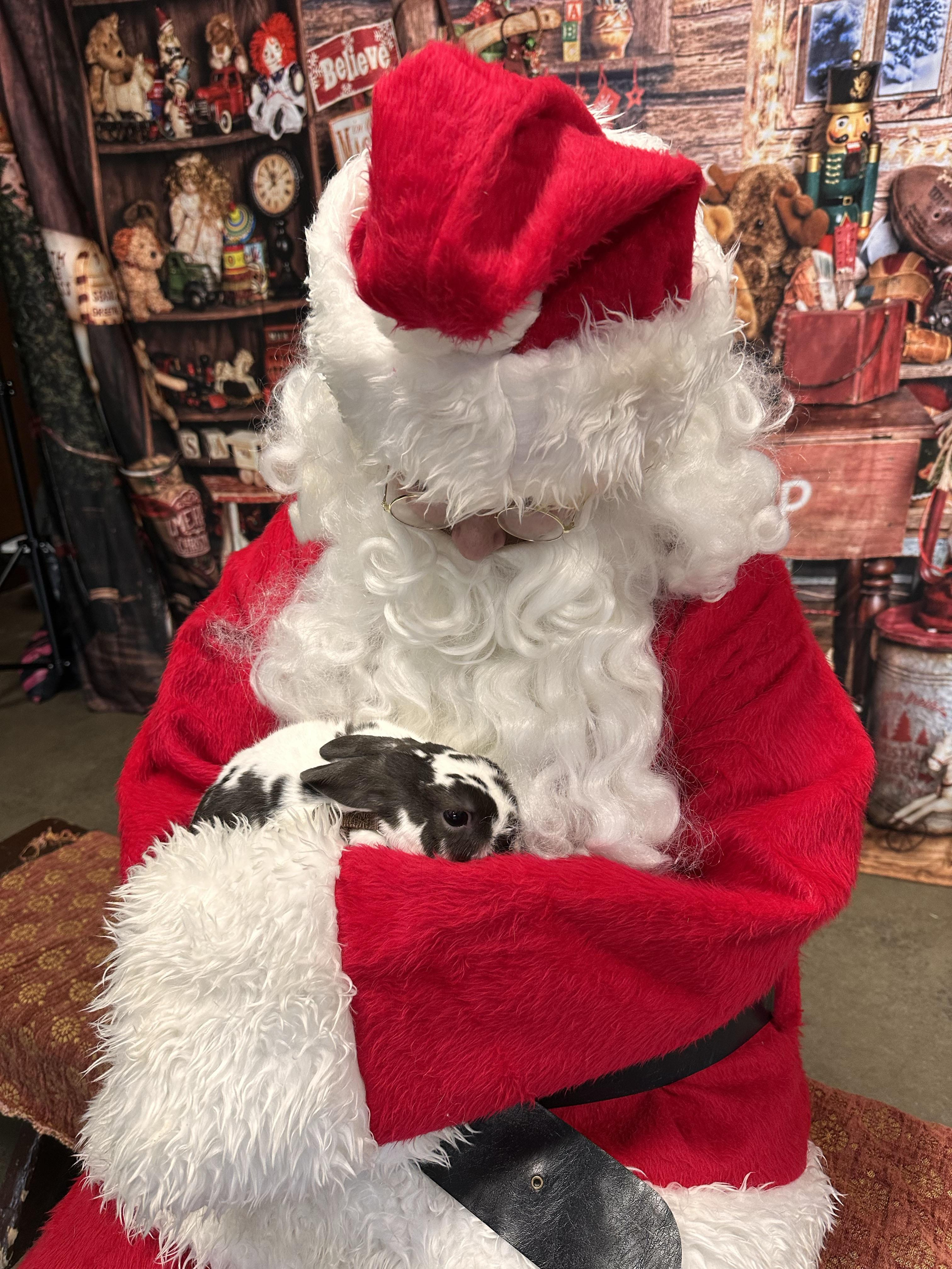 Enlarge Sugar and Plum, a Adoptable mixed breed in South Bend, IN image 4/6