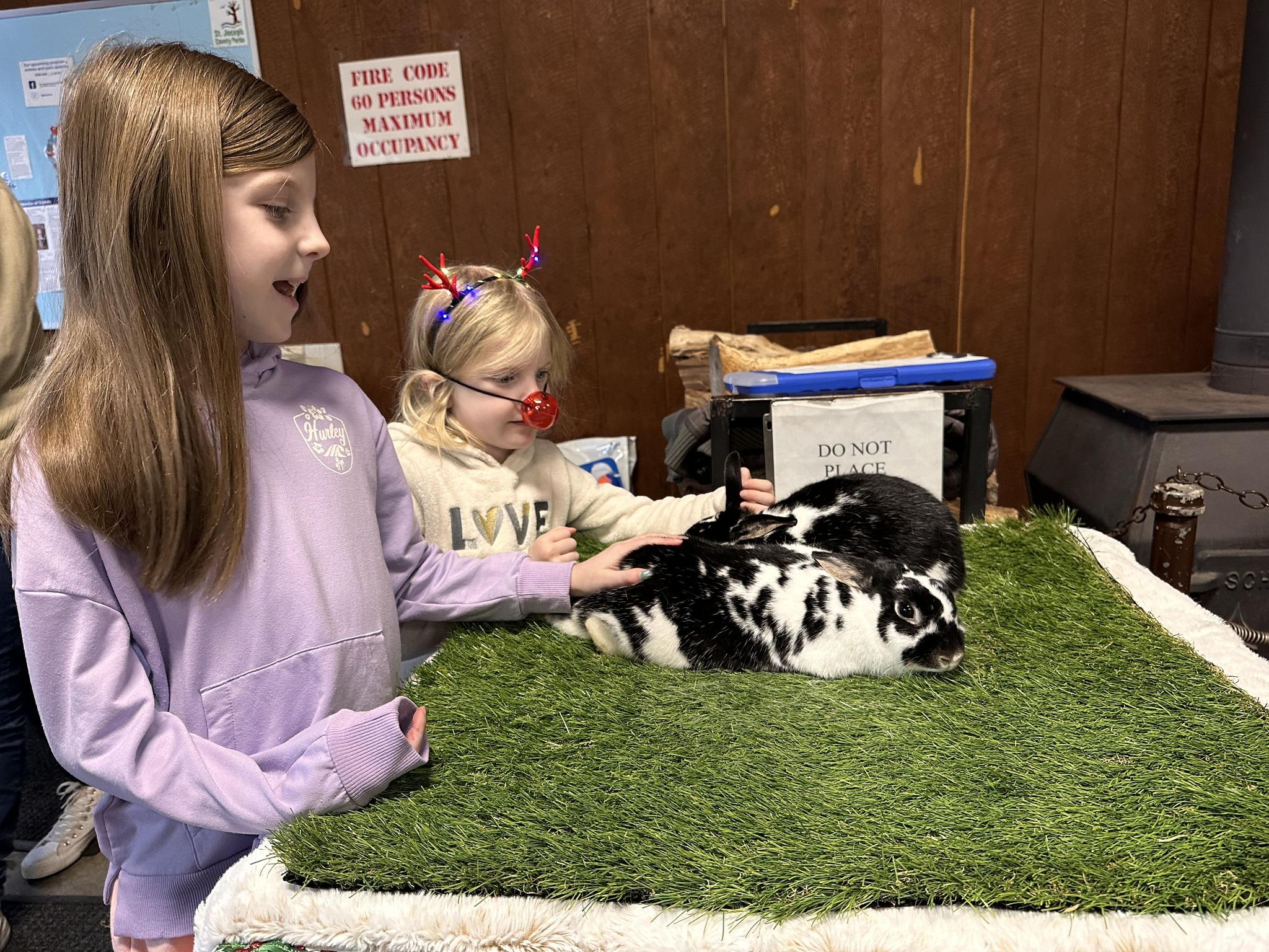 Enlarge Sugar and Plum, a Adoptable mixed breed in South Bend, IN image 5/6