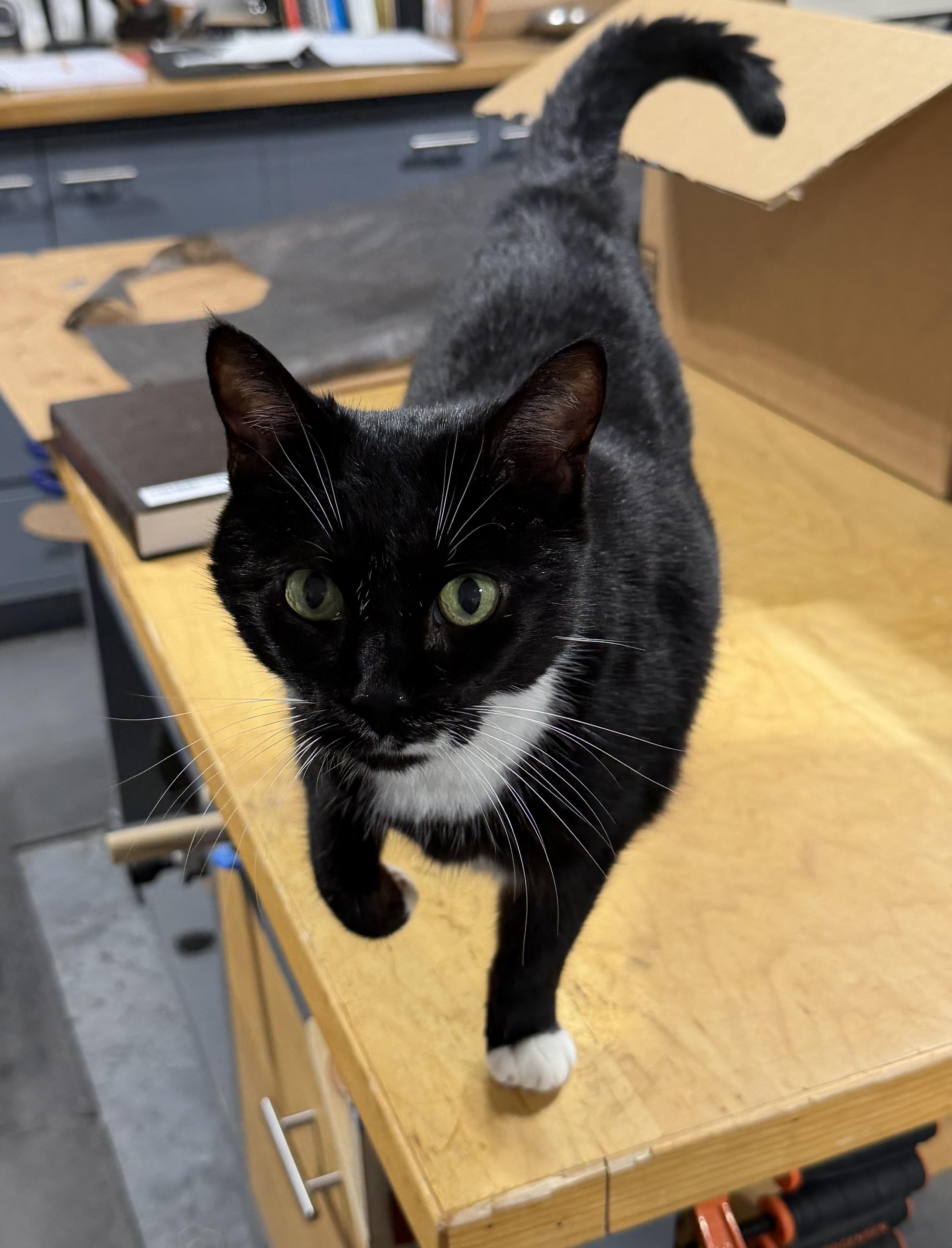 Whiskers , a ADOPTABLE Tuxedo in Oriental , NC image 2/3