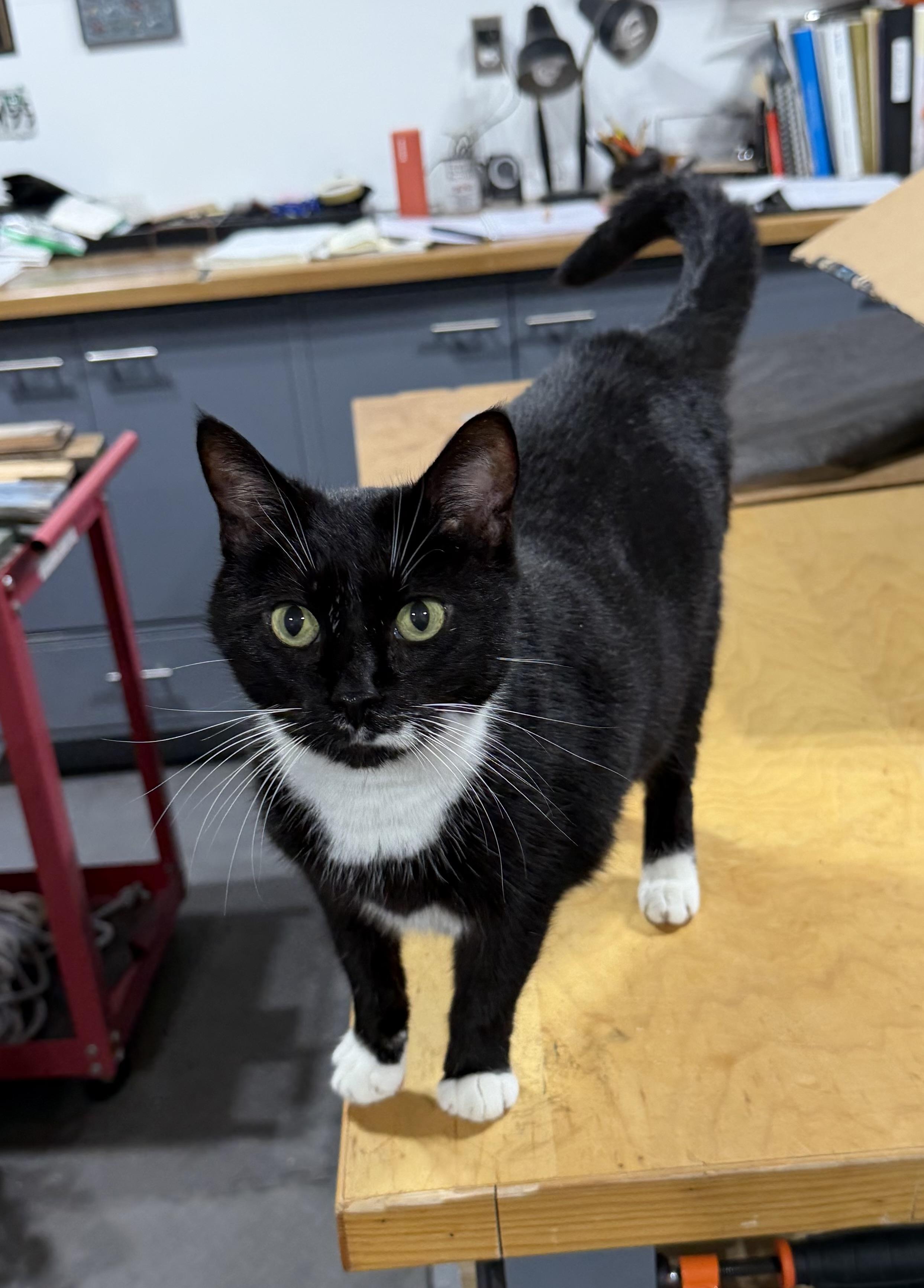 Whiskers , a ADOPTABLE Tuxedo in Oriental , NC image 1/3
