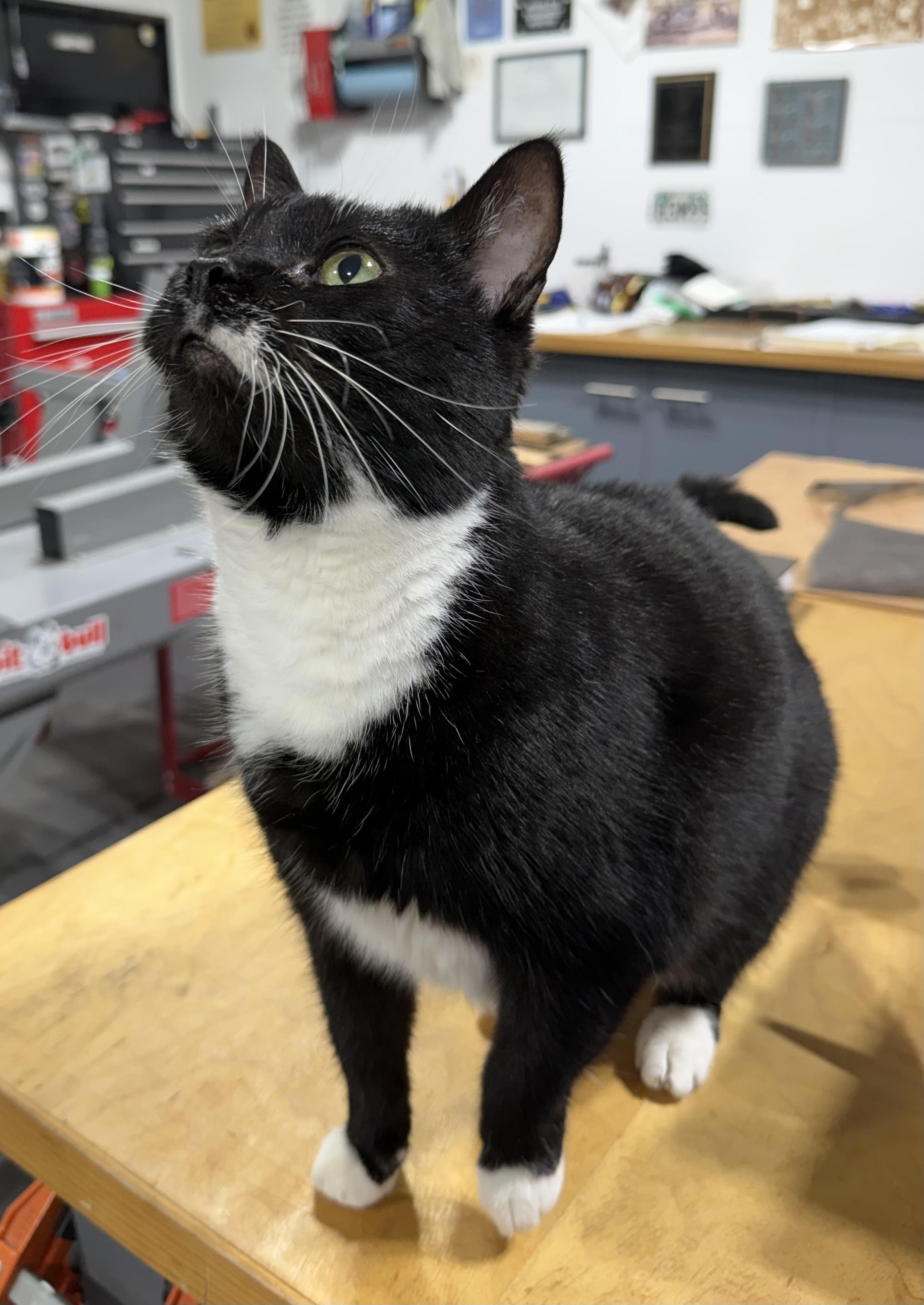 Whiskers , a ADOPTABLE Tuxedo in Oriental , NC image 3/3