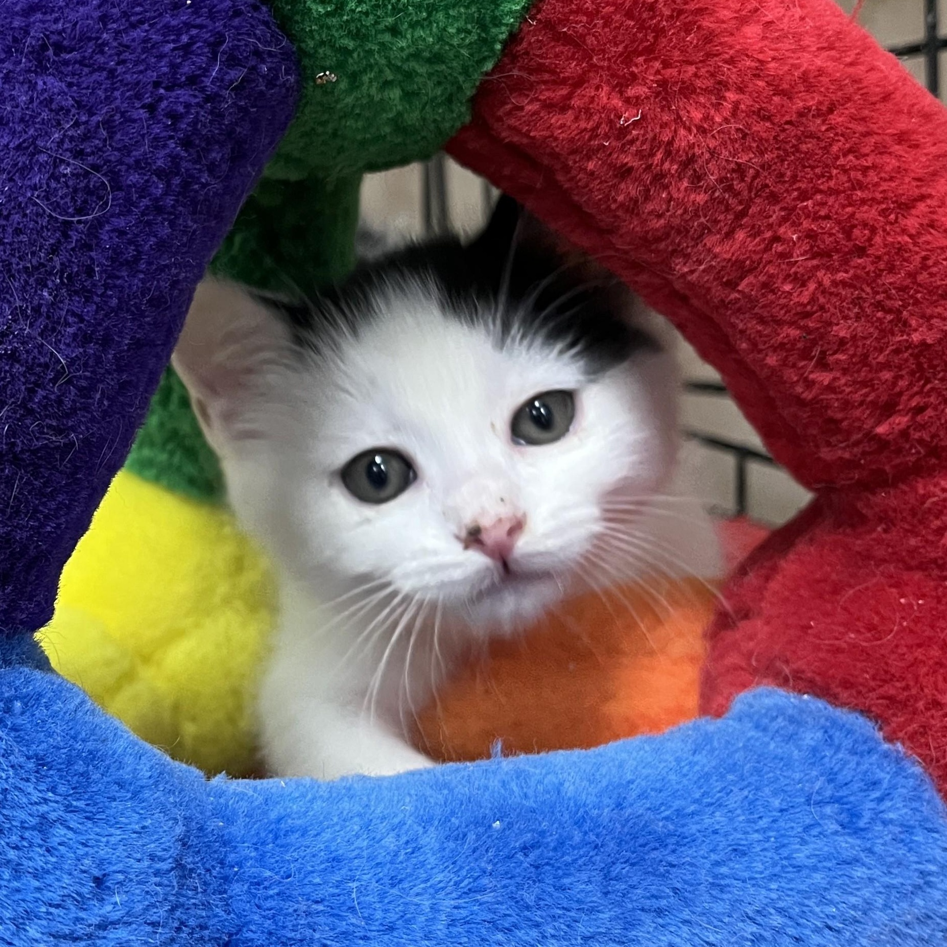 Peter Pan, an adopted Domestic Short Hair in Shingletown, CA image 2/6