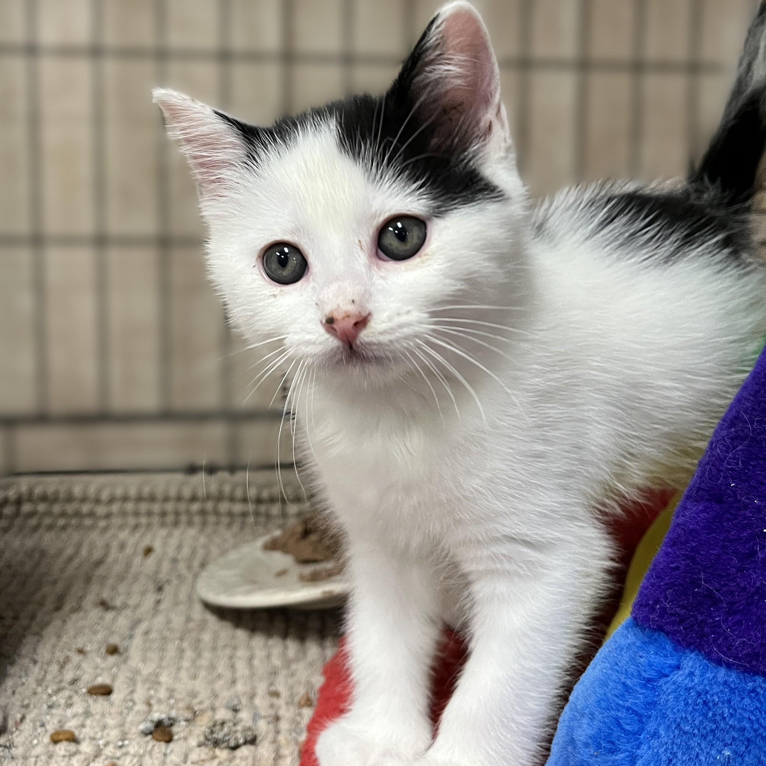 Peter Pan, adopted, Kitten Male Domestic Short Hair.