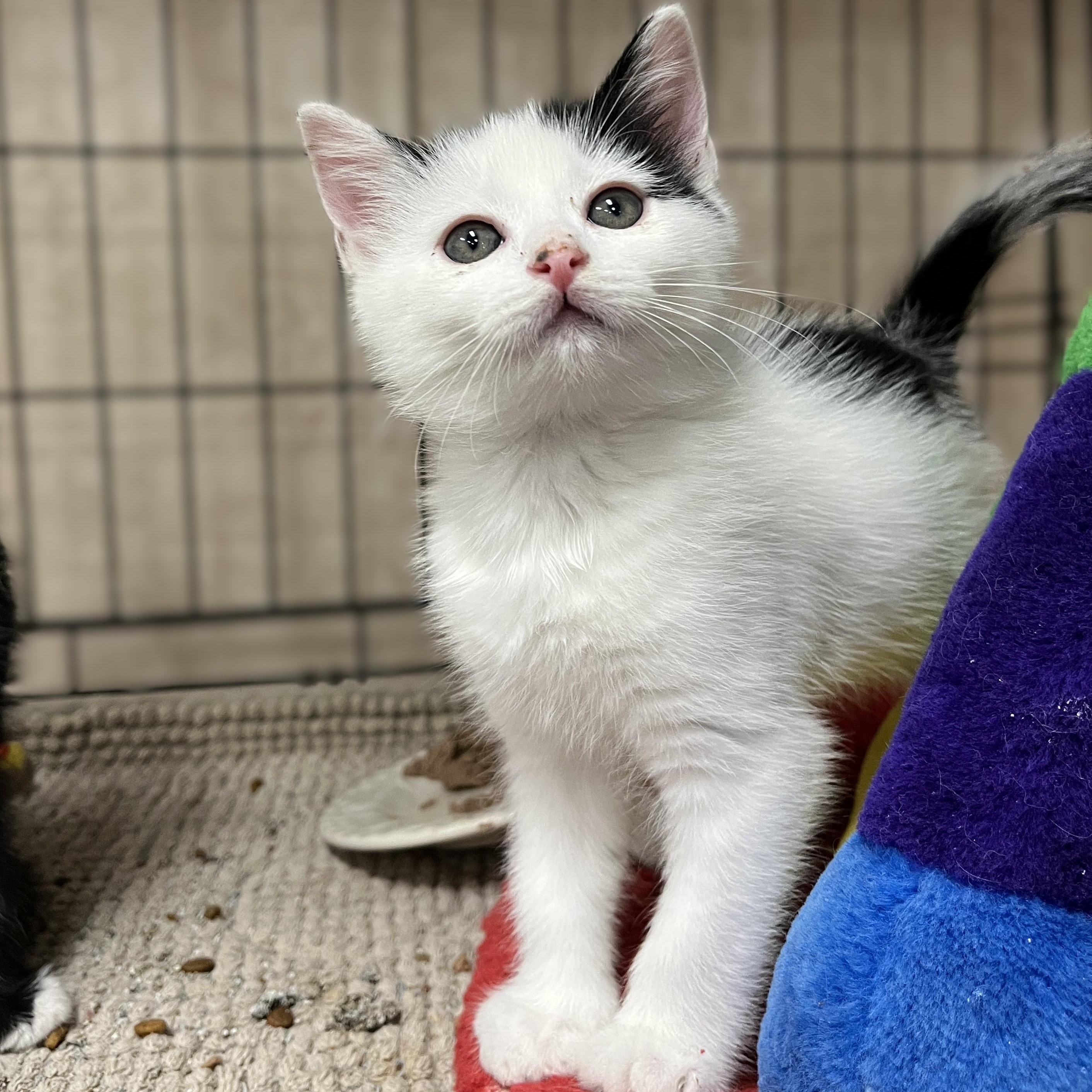 Peter Pan, an adopted Domestic Short Hair in Shingletown, CA image 4/6