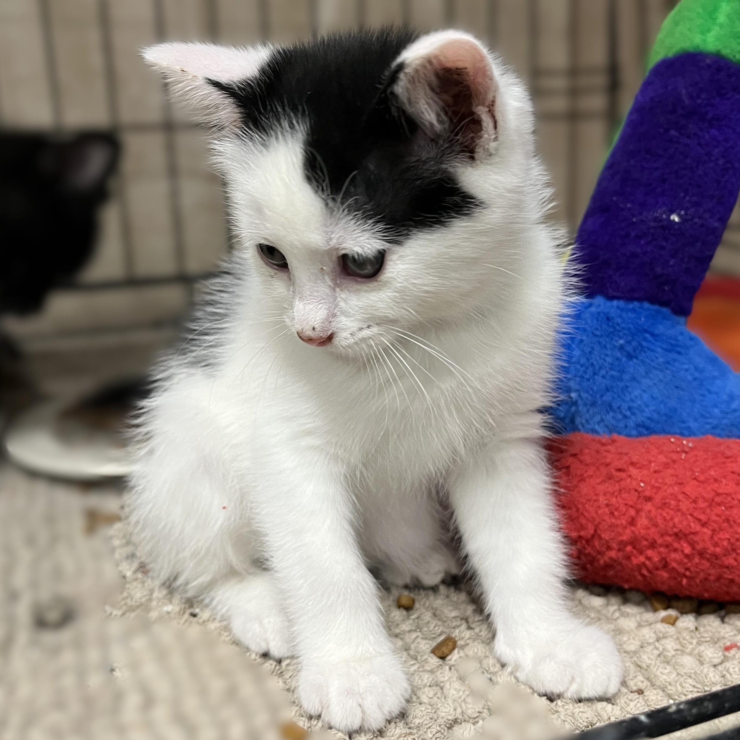 Peter Pan, an adopted Domestic Short Hair in Shingletown, CA image 6/6