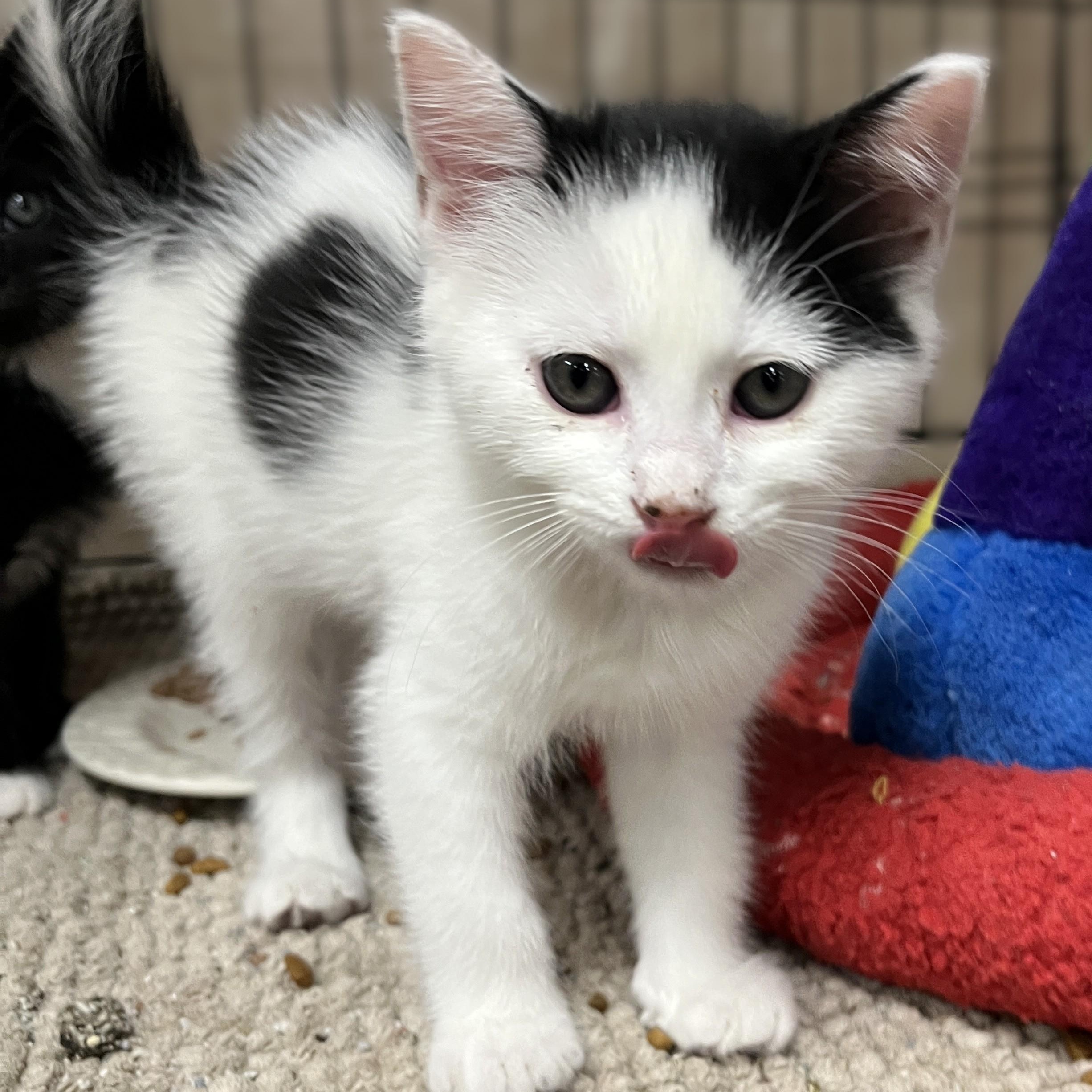 Peter Pan, an adopted Domestic Short Hair in Shingletown, CA image 5/6