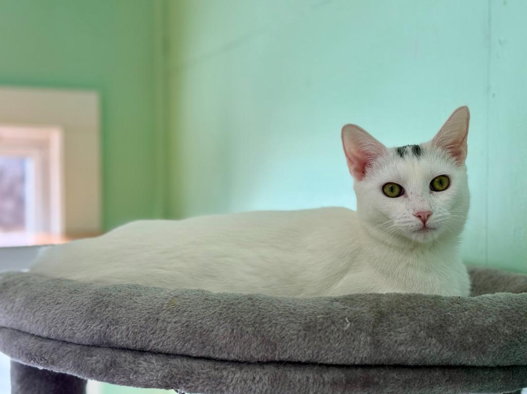 Enlarge Nieva, a Adoptable mixed breed in Lunenburg, MA image 1/2