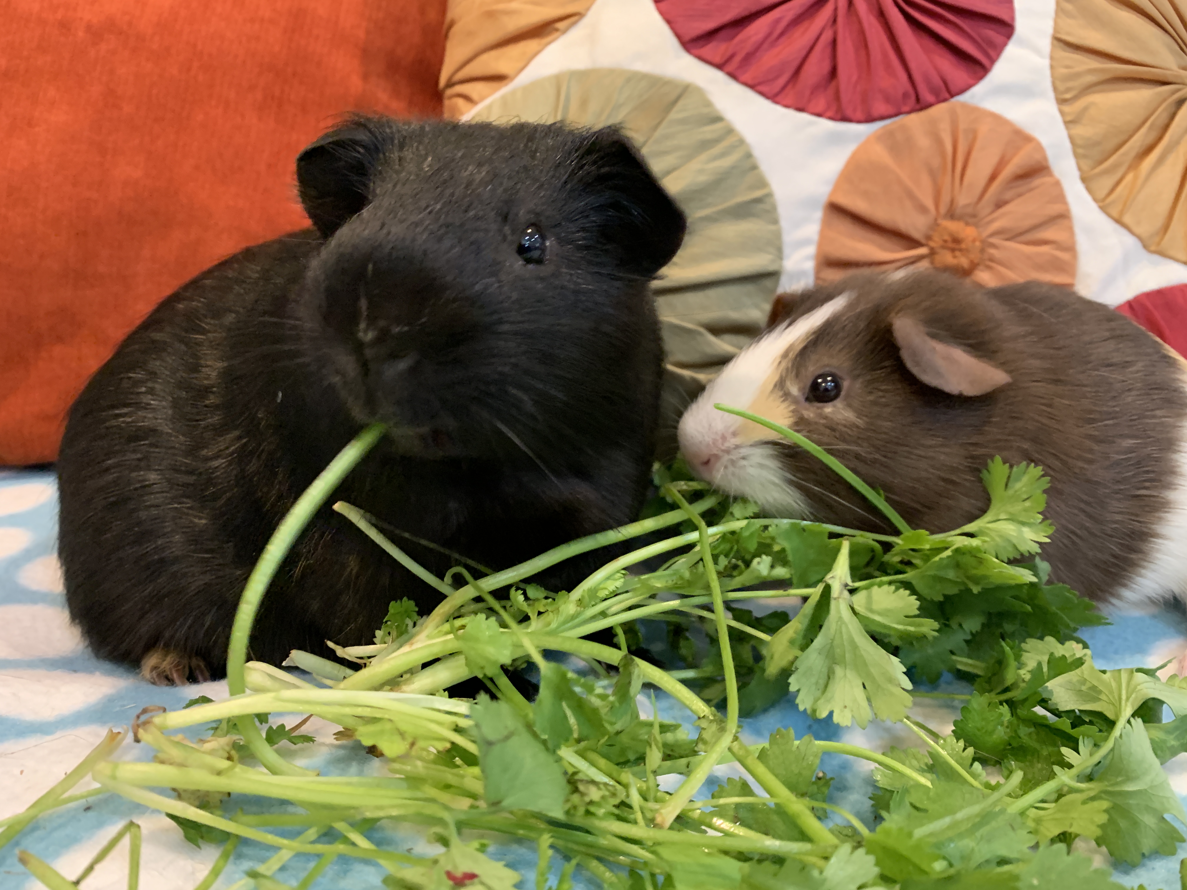Joey & Hugo, a Adoptable Guinea Pig in long beach, CA image 1/2