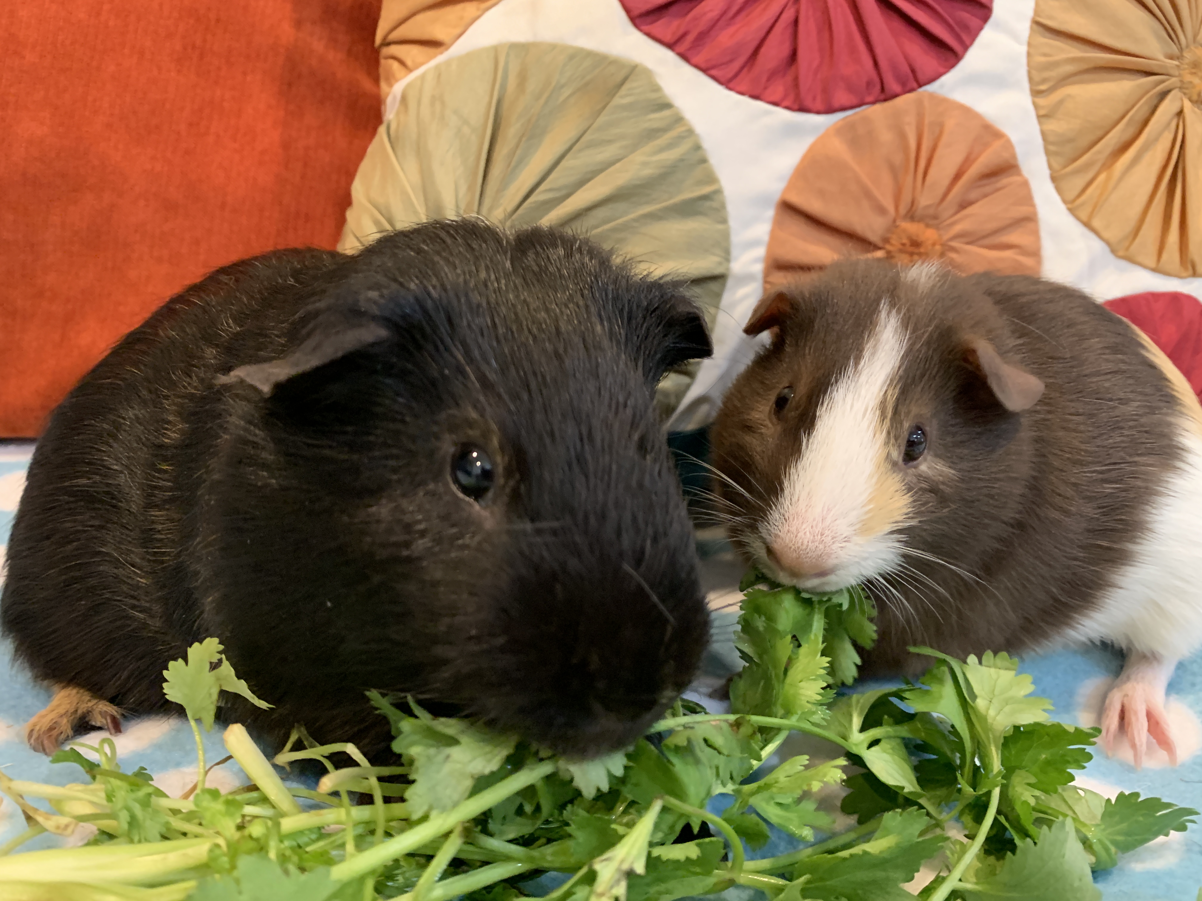 Joey & Hugo, a Adoptable Guinea Pig in long beach, CA image 2/2