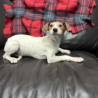 Enlarge Polly, a Adoptable mixed breed in Dallas, TX image 2/6