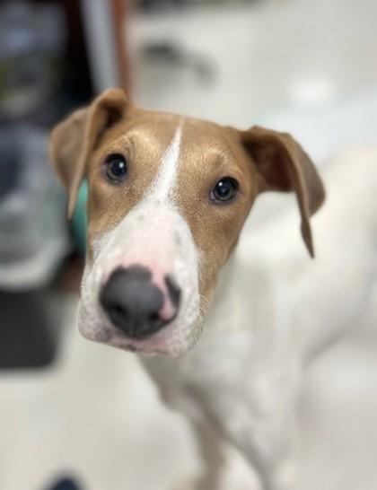 Enlarge Polly, a Adoptable mixed breed in Dallas, TX image 3/6