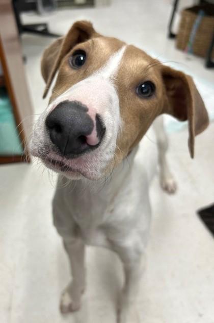 Enlarge Polly, a Adoptable mixed breed in Dallas, TX image 6/6