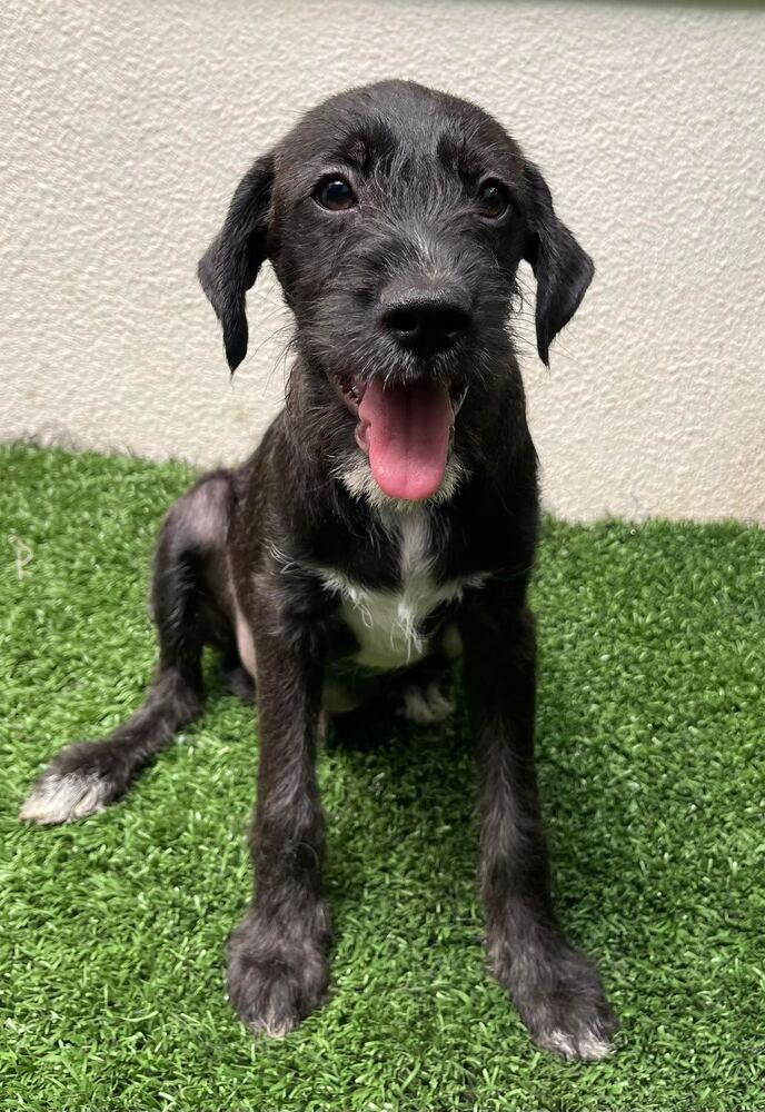 Rex, Adopted, Puppy Male Terrier.