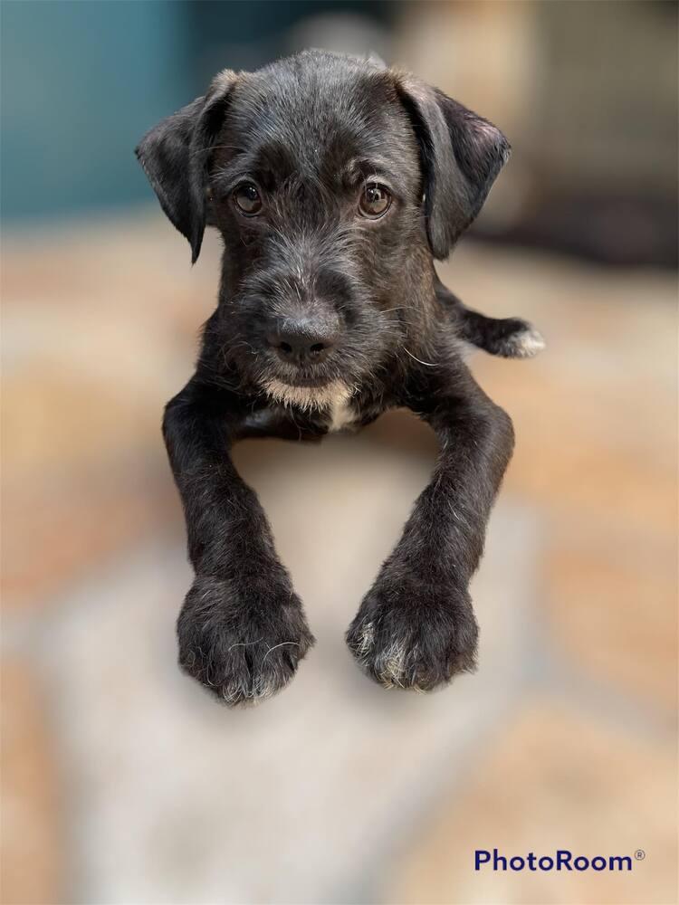 Enlarge Rex, a Adopted mixed breed in San Francisco, CA image 2/6