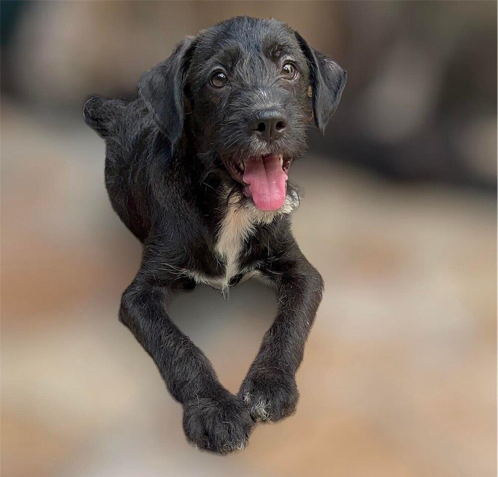 Enlarge Rex, a Adopted mixed breed in San Francisco, CA image 4/6