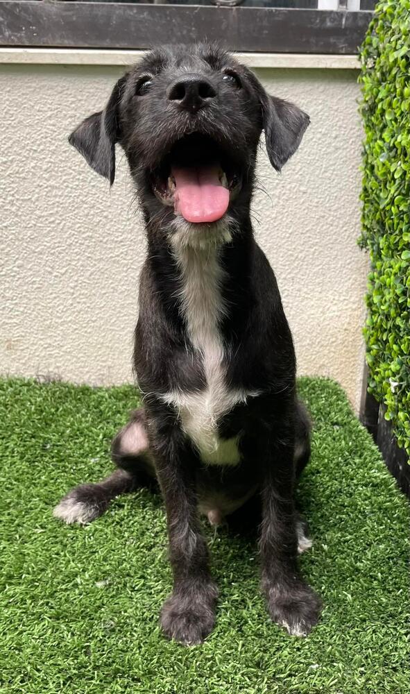 Enlarge Rex, a Adopted mixed breed in San Francisco, CA image 5/6