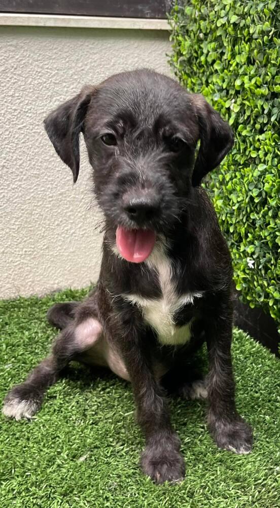 Enlarge Rex, a Adopted mixed breed in San Francisco, CA image 6/6