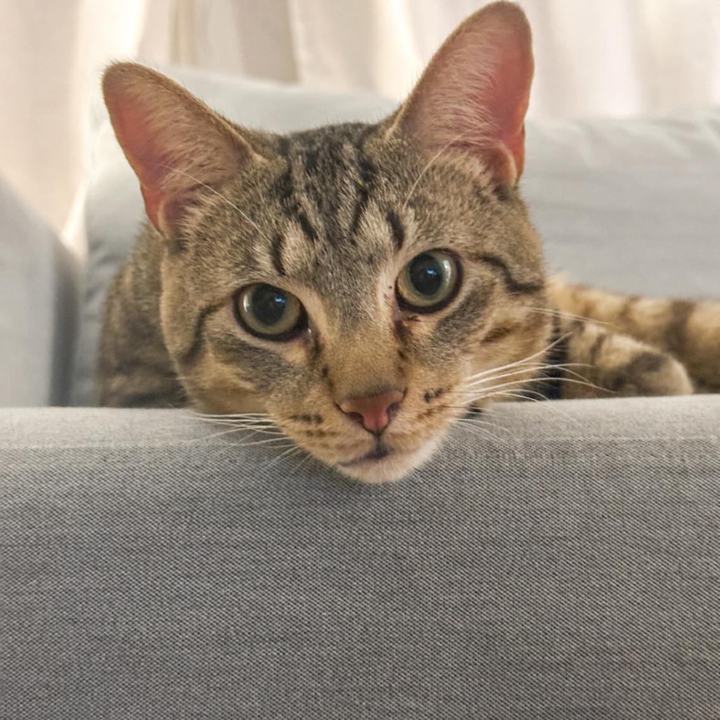 Platy, Adoptable, Adult Male Domestic Short Hair.