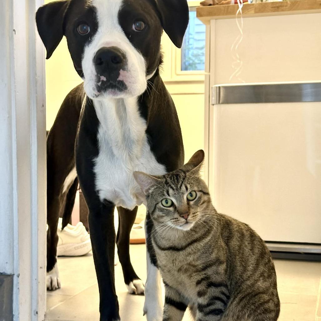 Enlarge Platy, a Adoptable Domestic Short Hair in Ferndale, MI image 2/6