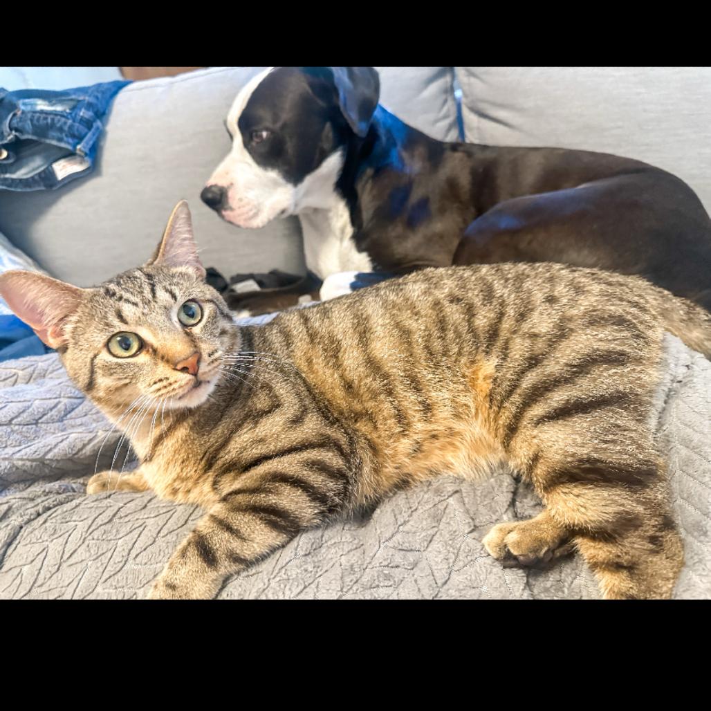 Enlarge Platy, a Adoptable Domestic Short Hair in Ferndale, MI image 3/6