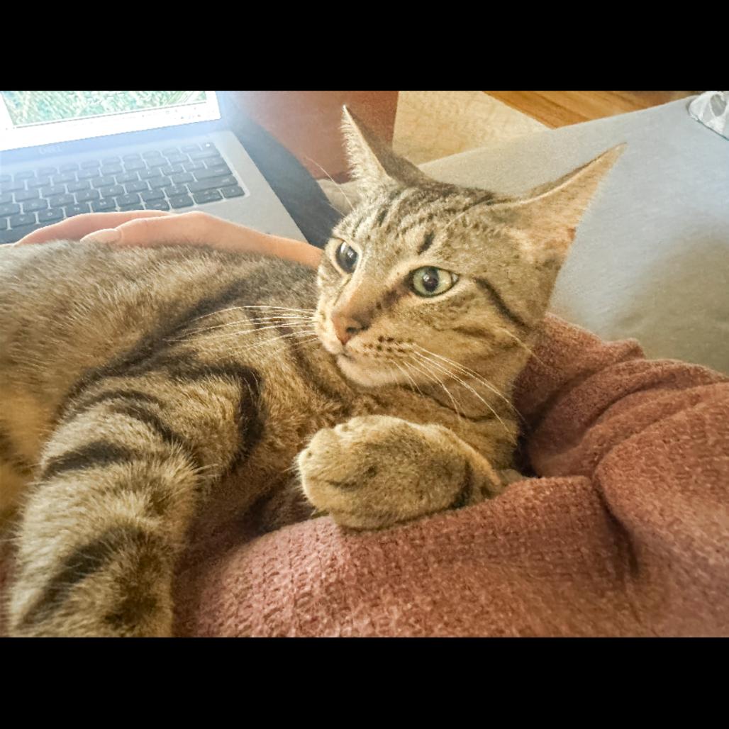 Enlarge Platy, a Adoptable Domestic Short Hair in Ferndale, MI image 4/6