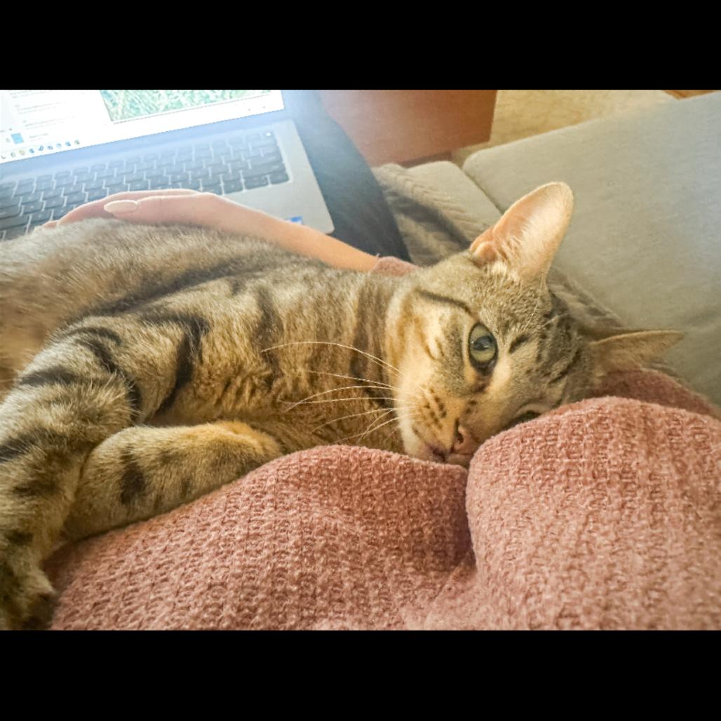 Enlarge Platy, a Adoptable Domestic Short Hair in Ferndale, MI image 5/6