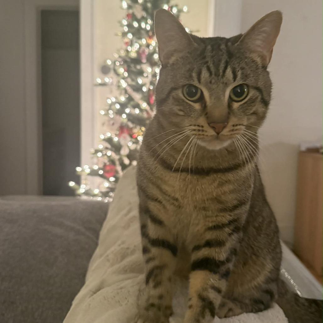 Enlarge Platy, a Adoptable Domestic Short Hair in Ferndale, MI image 6/6