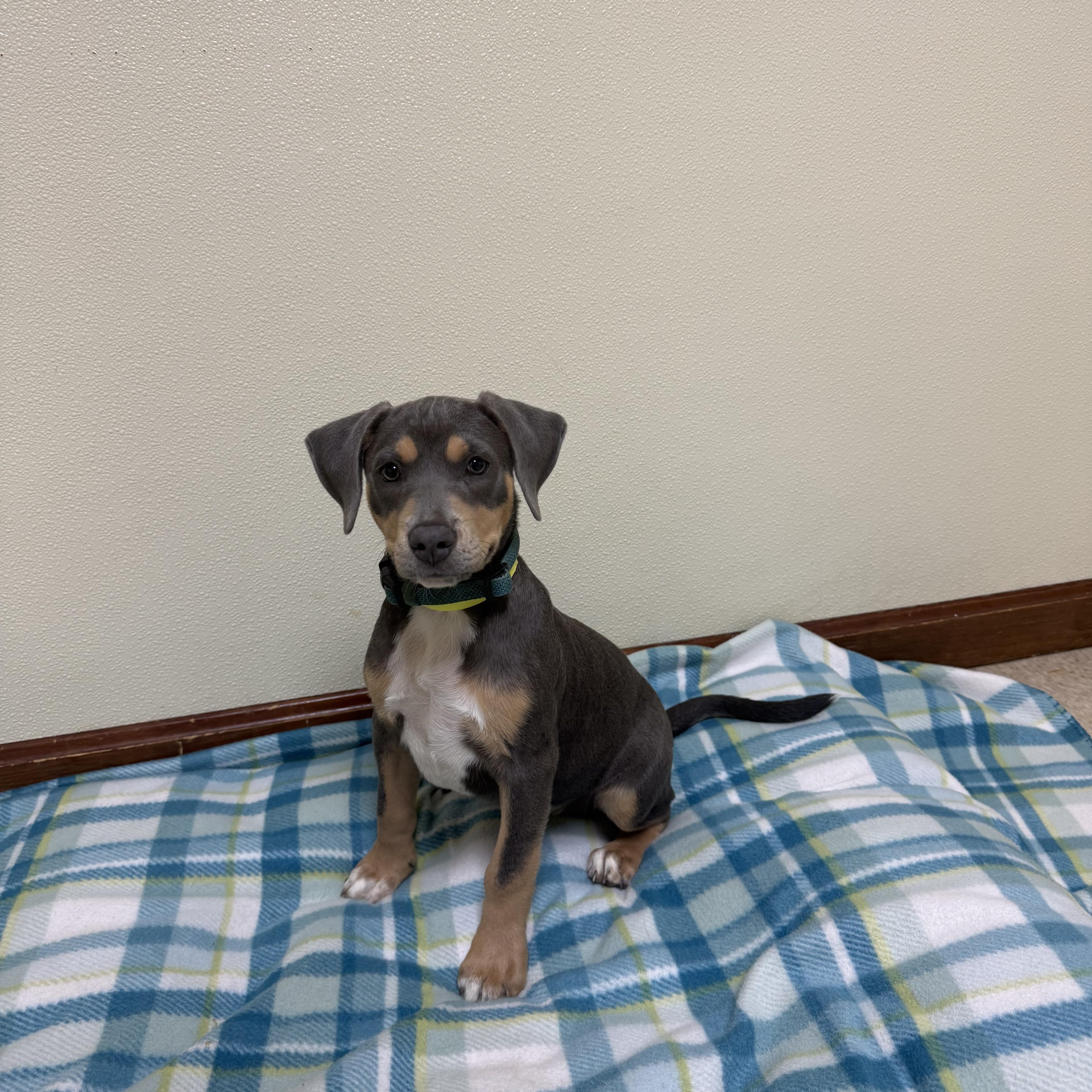 Enlarge Rosebud, an adopted mixed breed in Douglas, MA image 3/3