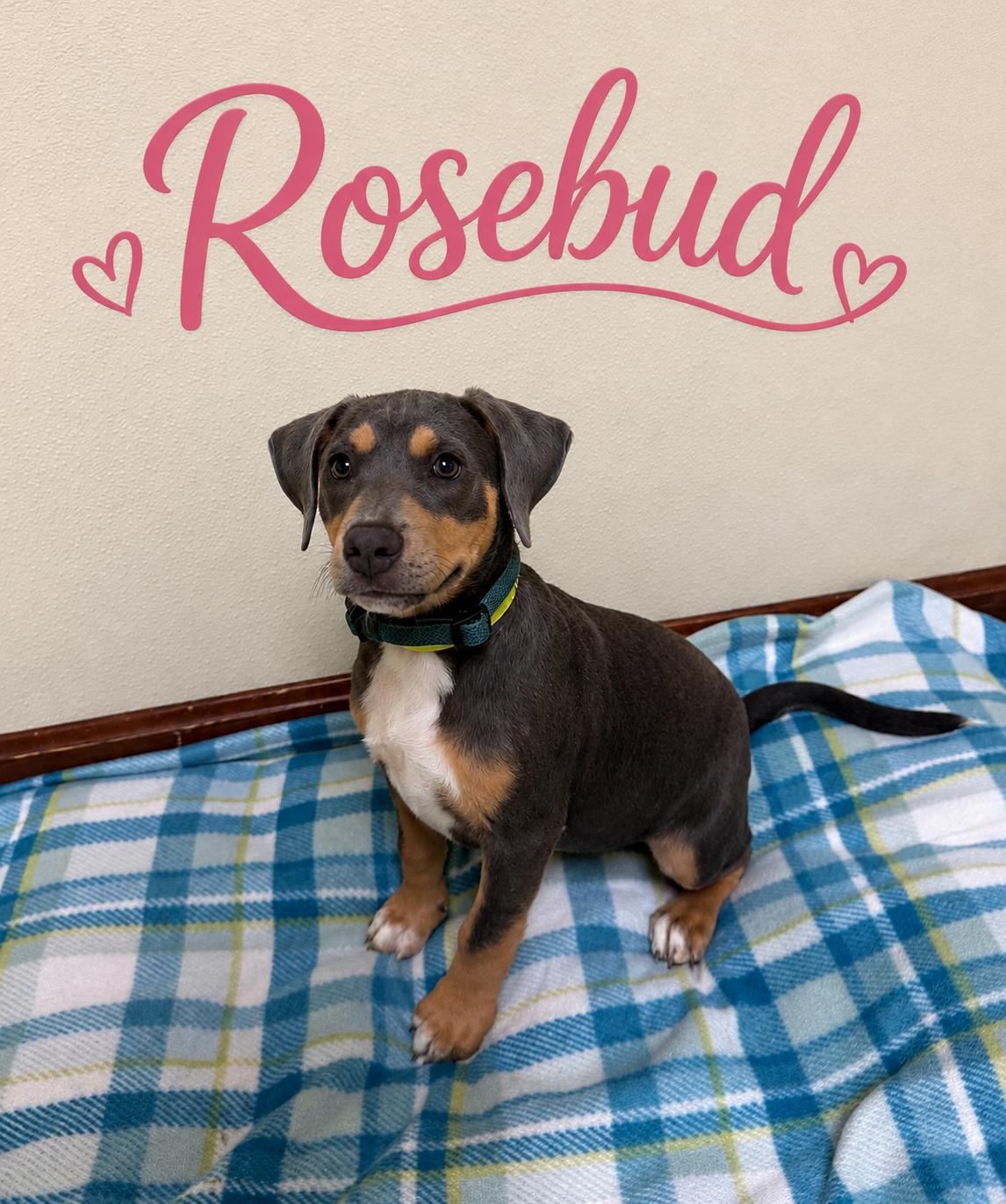 Rosebud, adopted, Puppy Female Terrier & Hound.