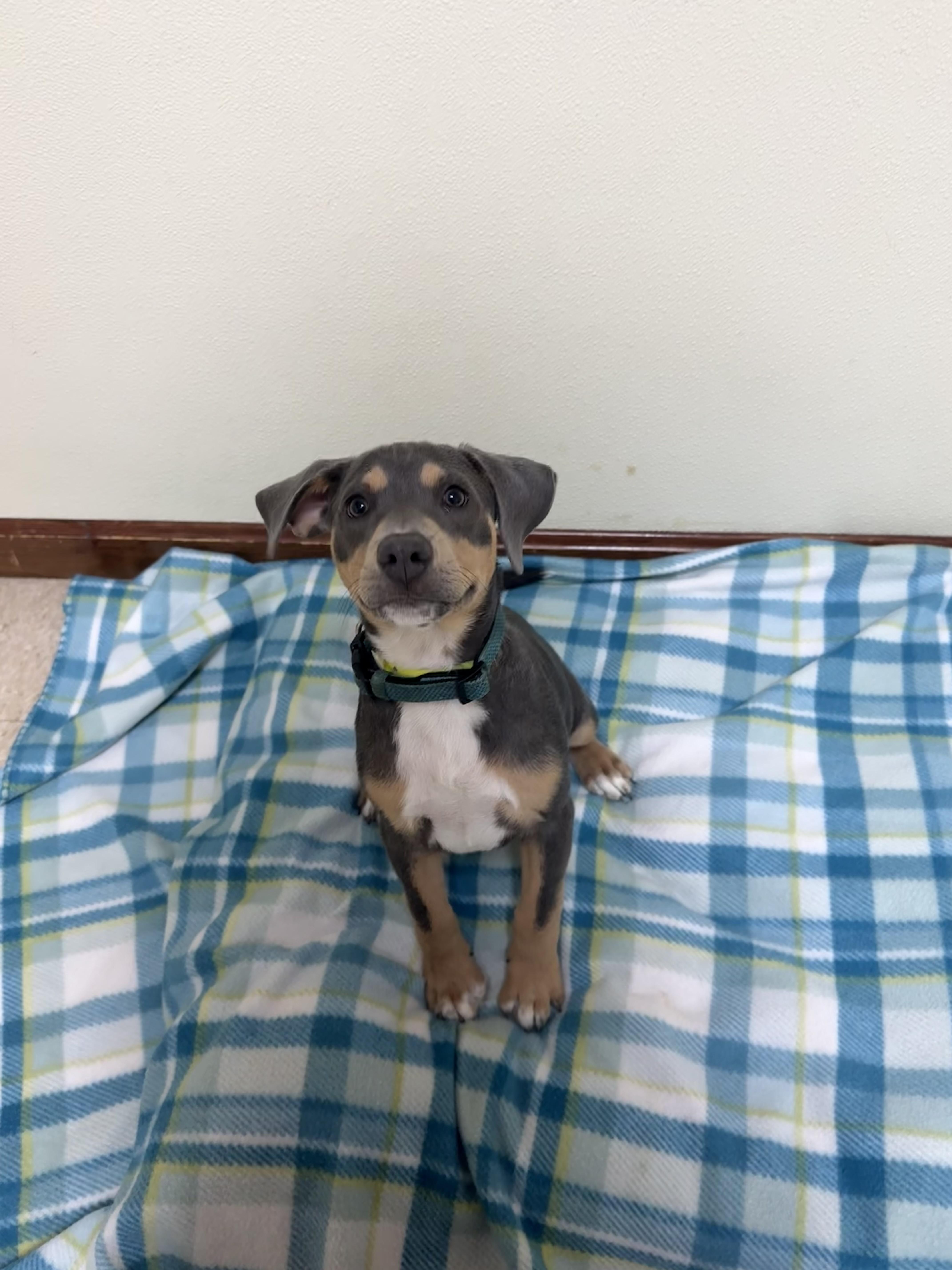 Enlarge Rosebud, an adopted mixed breed in Douglas, MA image 2/3