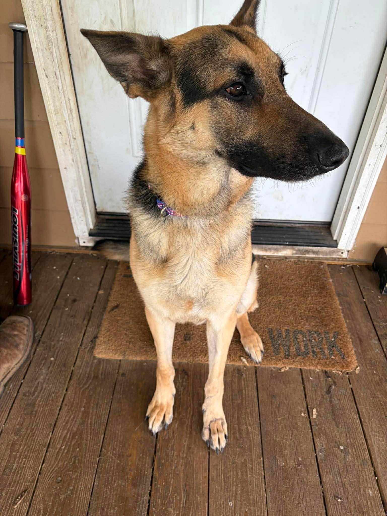 Enlarge Gunny, a ADOPTABLE German Shepherd Dog in Winlock, WA image 2/5