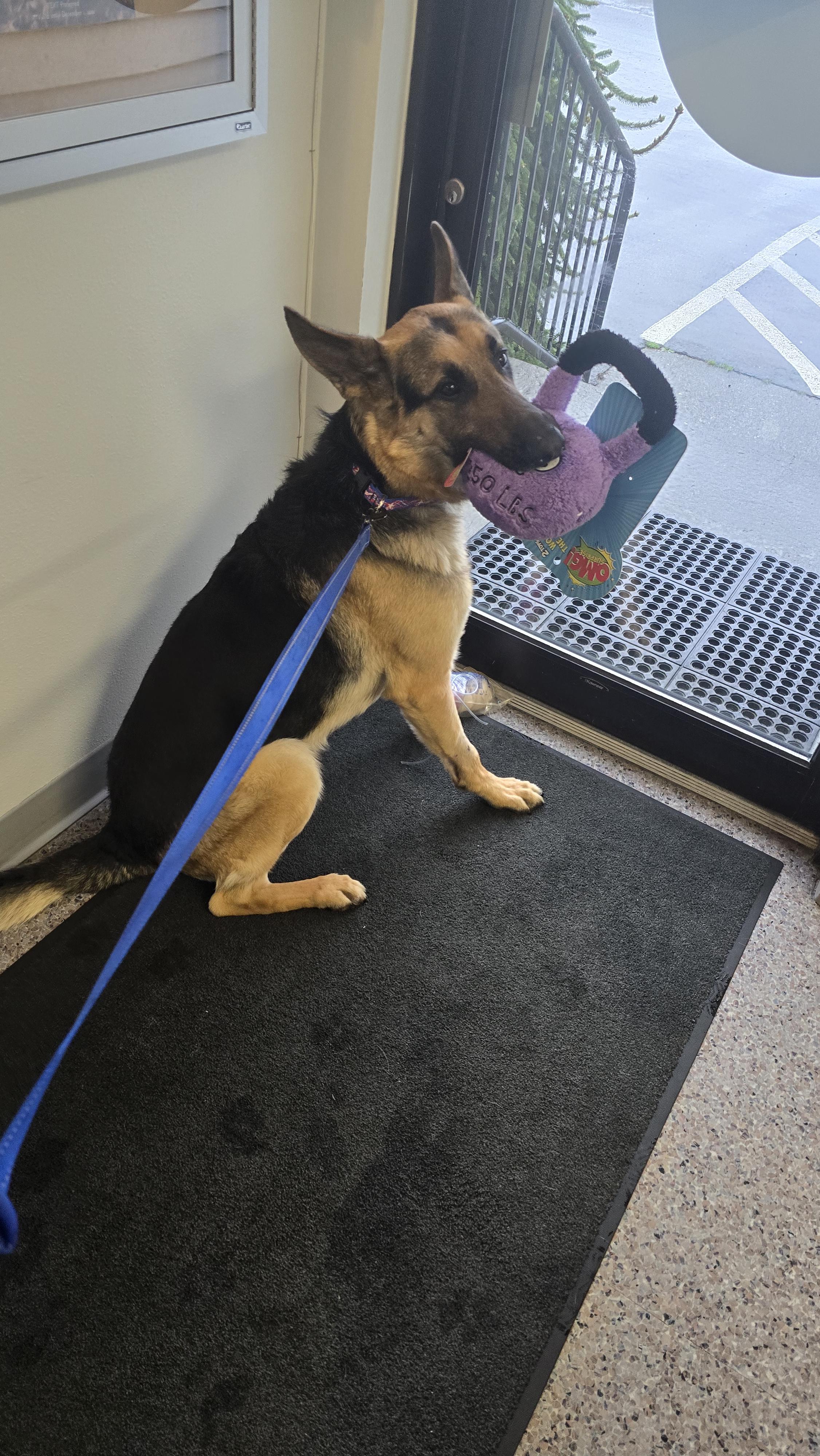 Enlarge Gunny, a ADOPTABLE German Shepherd Dog in Winlock, WA image 4/5