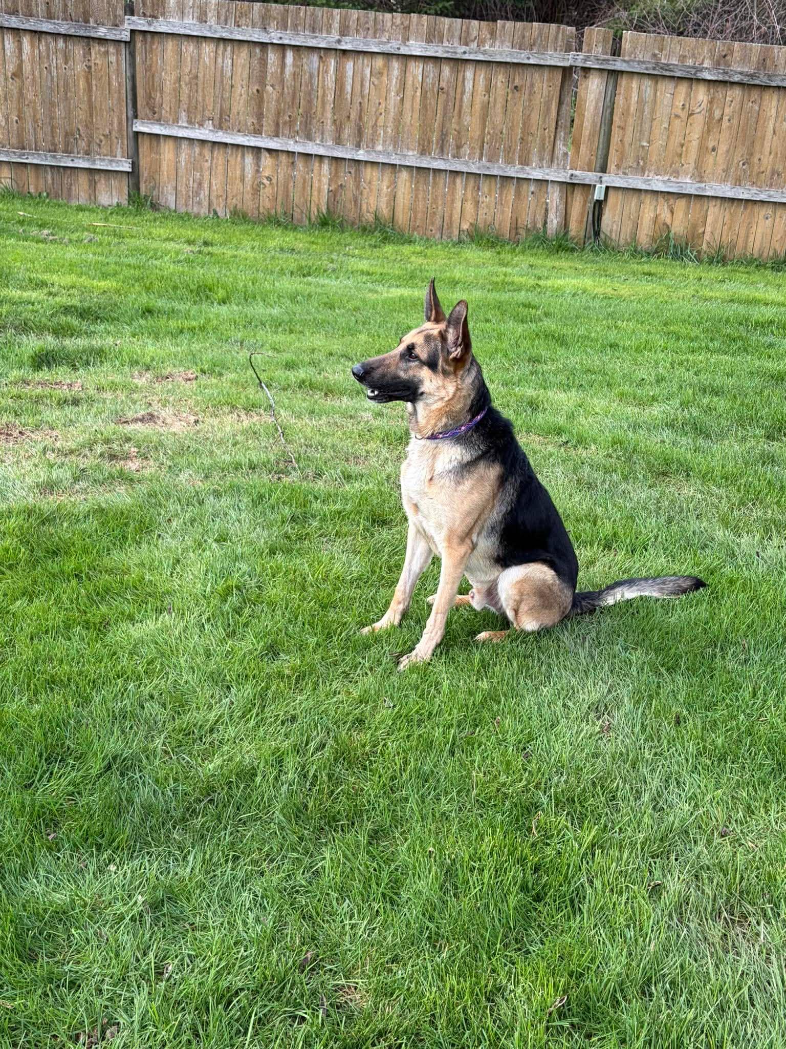 Enlarge Gunny, a ADOPTABLE German Shepherd Dog in Winlock, WA image 3/5