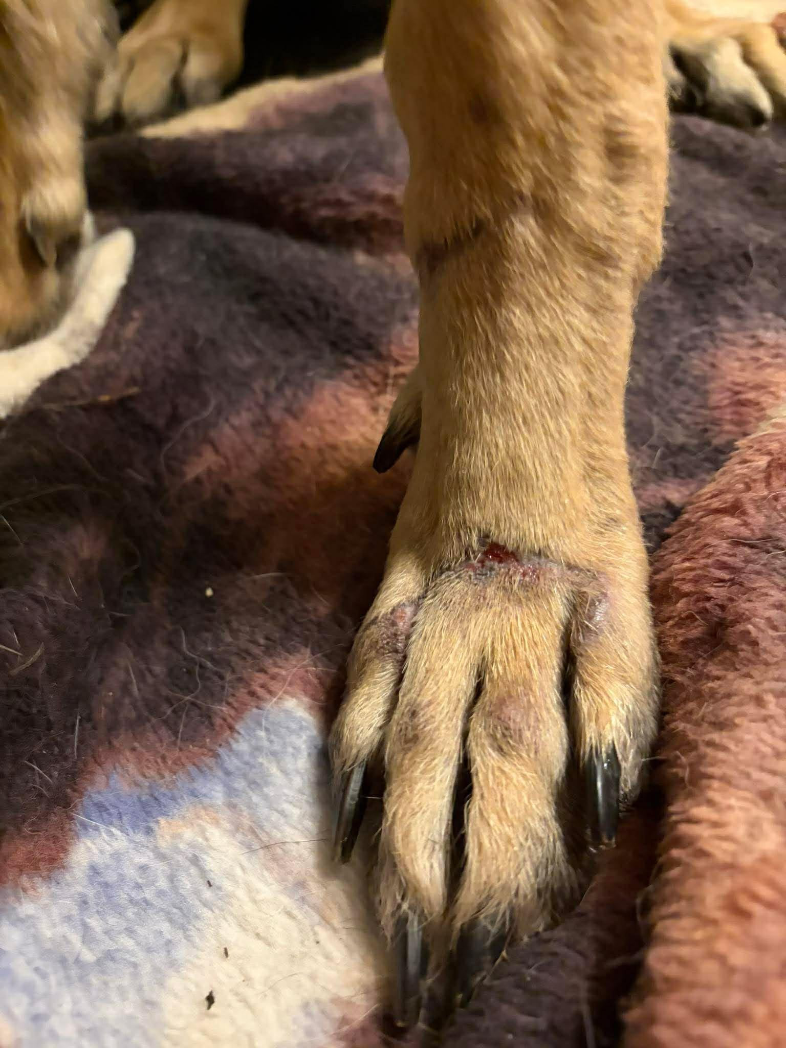 Enlarge Gunny, a ADOPTABLE German Shepherd Dog in Winlock, WA image 5/5