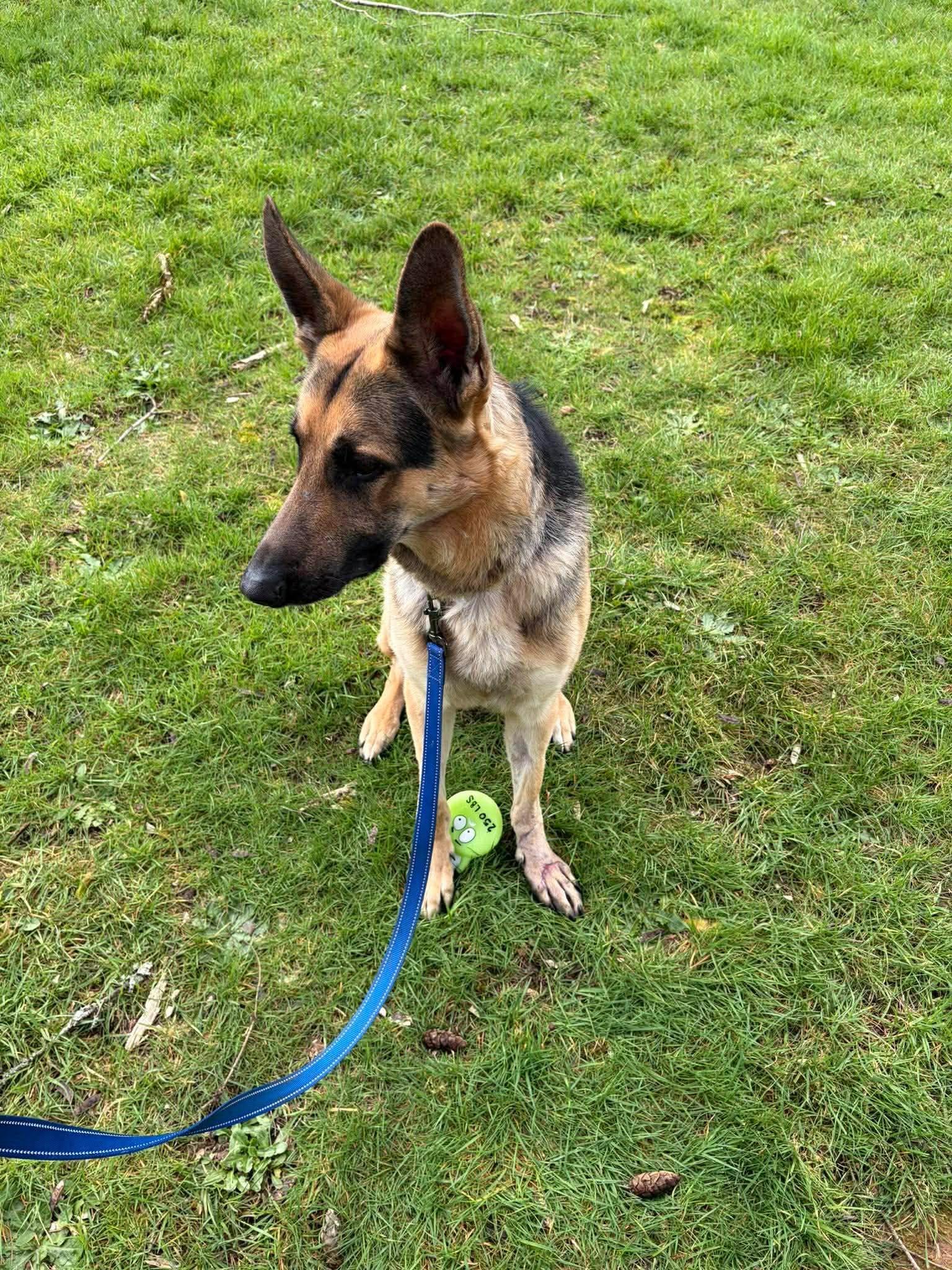 Enlarge Gunny, a ADOPTABLE German Shepherd Dog in Winlock, WA image 1/5