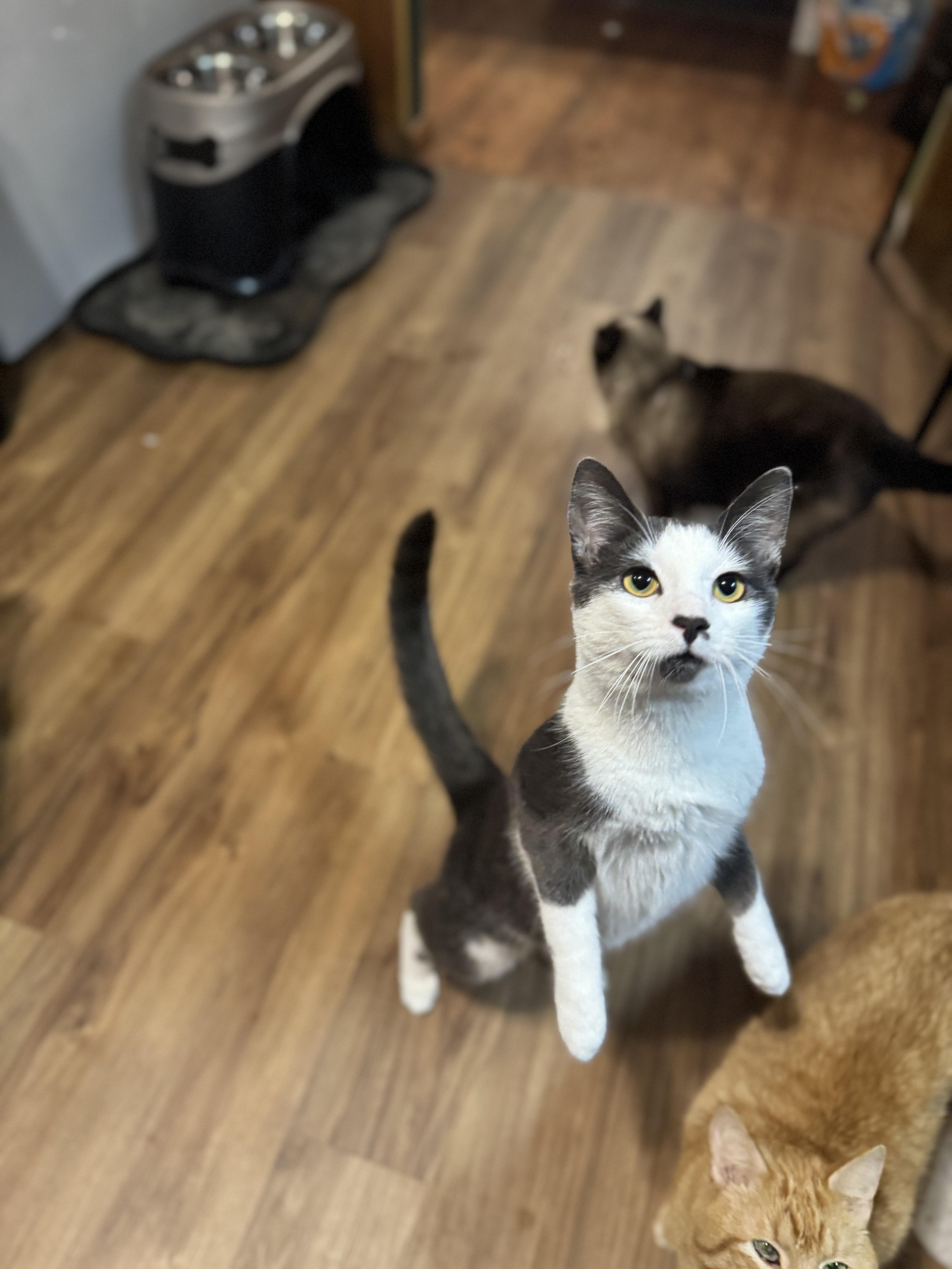 Enlarge Sherman, a Adoptable American Shorthair in Massillon, OH image 2/3