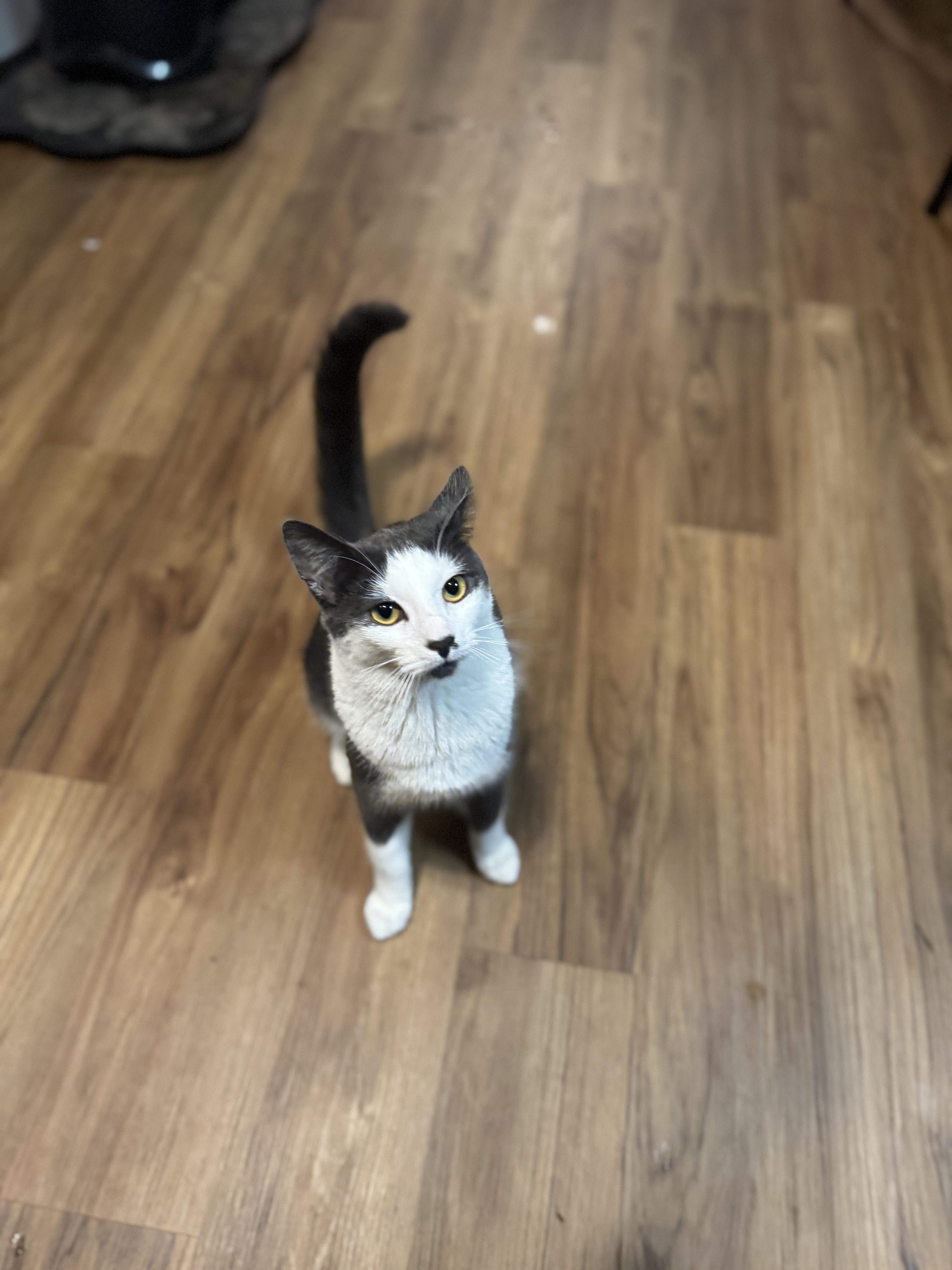 Enlarge Sherman, a Adoptable American Shorthair in Massillon, OH image 3/3