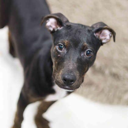 Enlarge Chunk, a Adoptable mixed breed in Atlanta, GA image 1/1